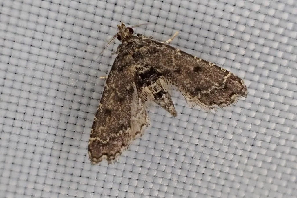 Sufetula hemiophthalma