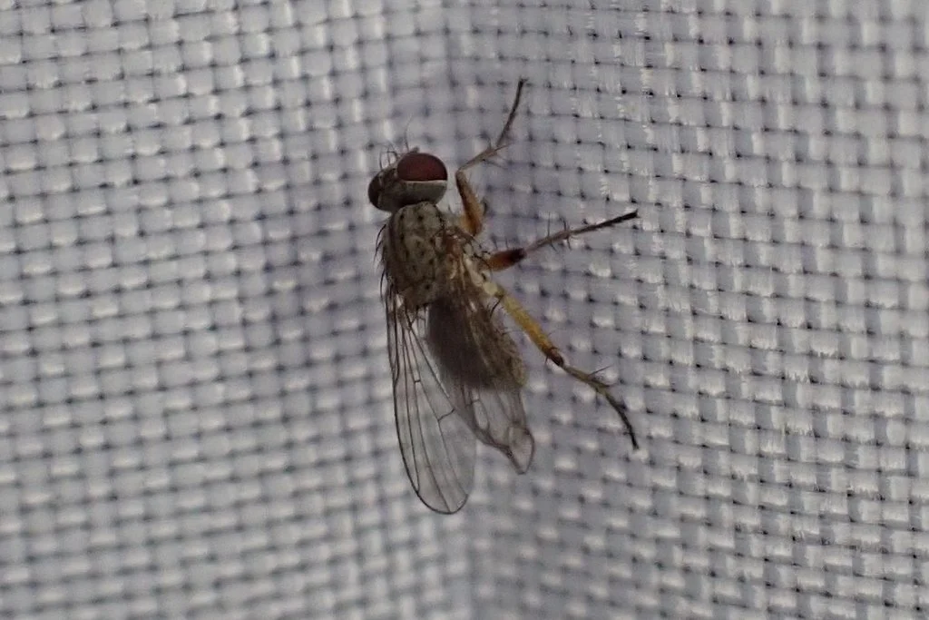 Tiger fly Coenosia sp