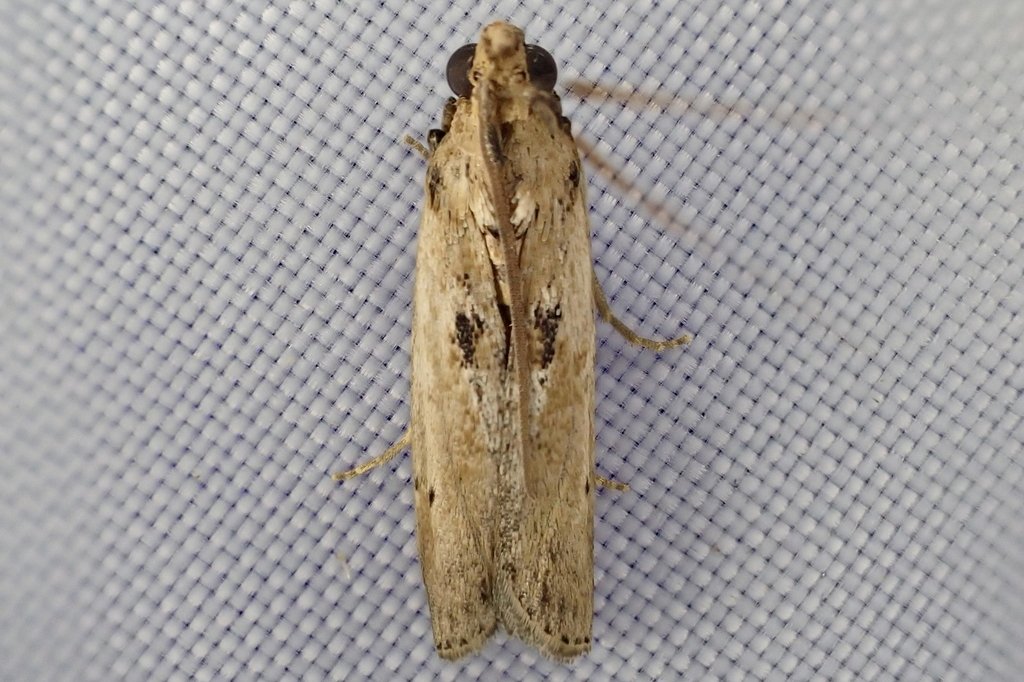 Morosaphycita oculiferella