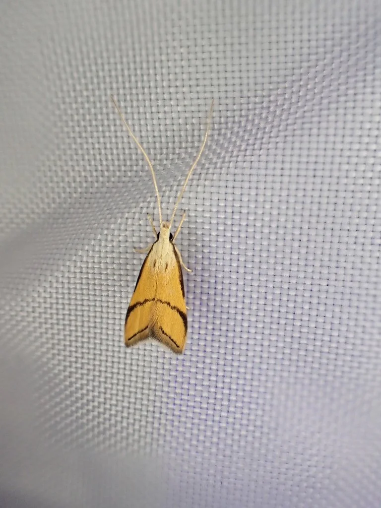 Crocanthes perigrapta