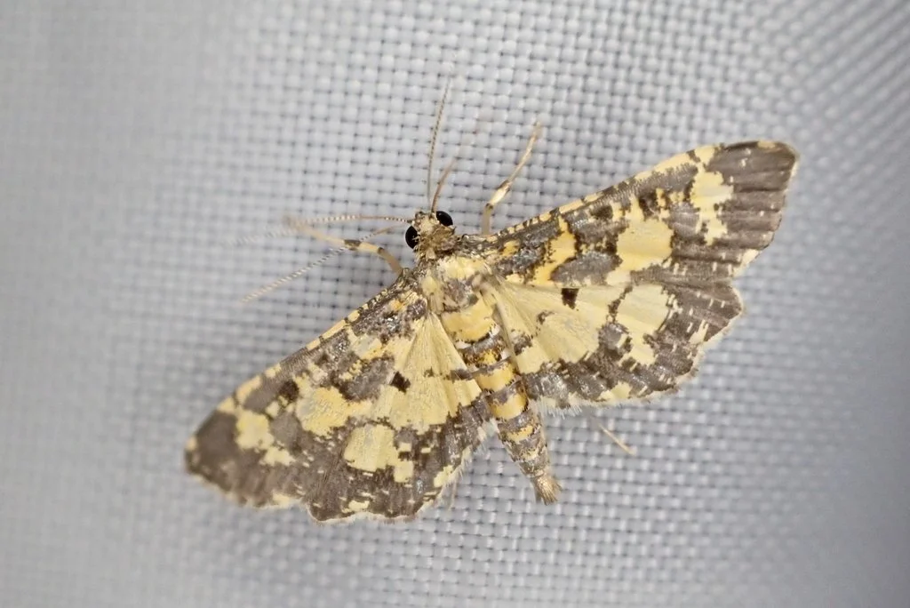 Eurrhyparodes bracteolalis