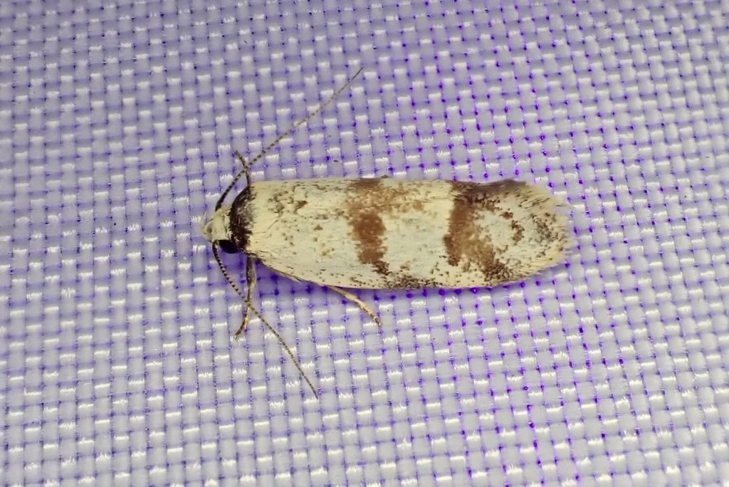 Philobota curvilinea