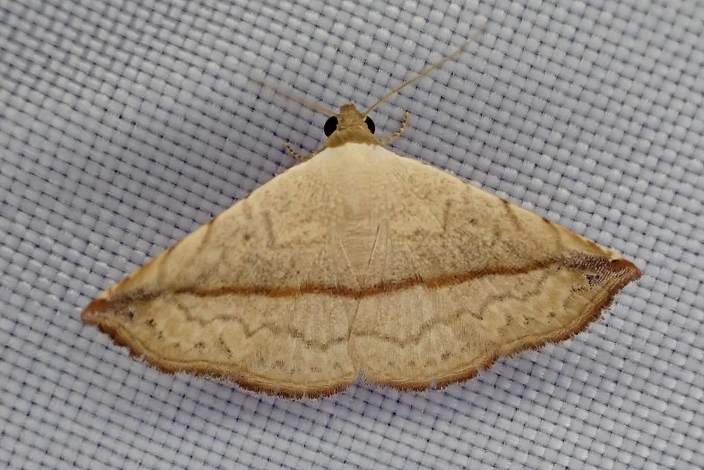 Eublemma perversicolor