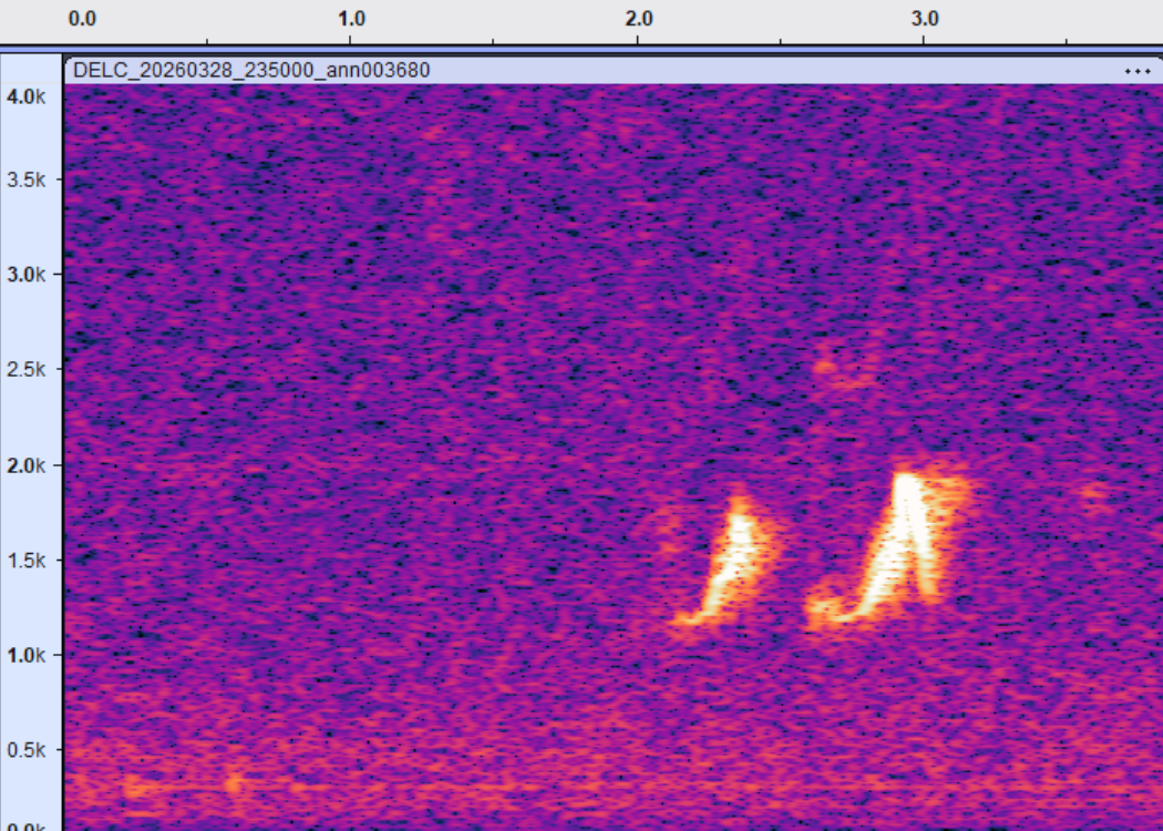 Things that go tweet in the night