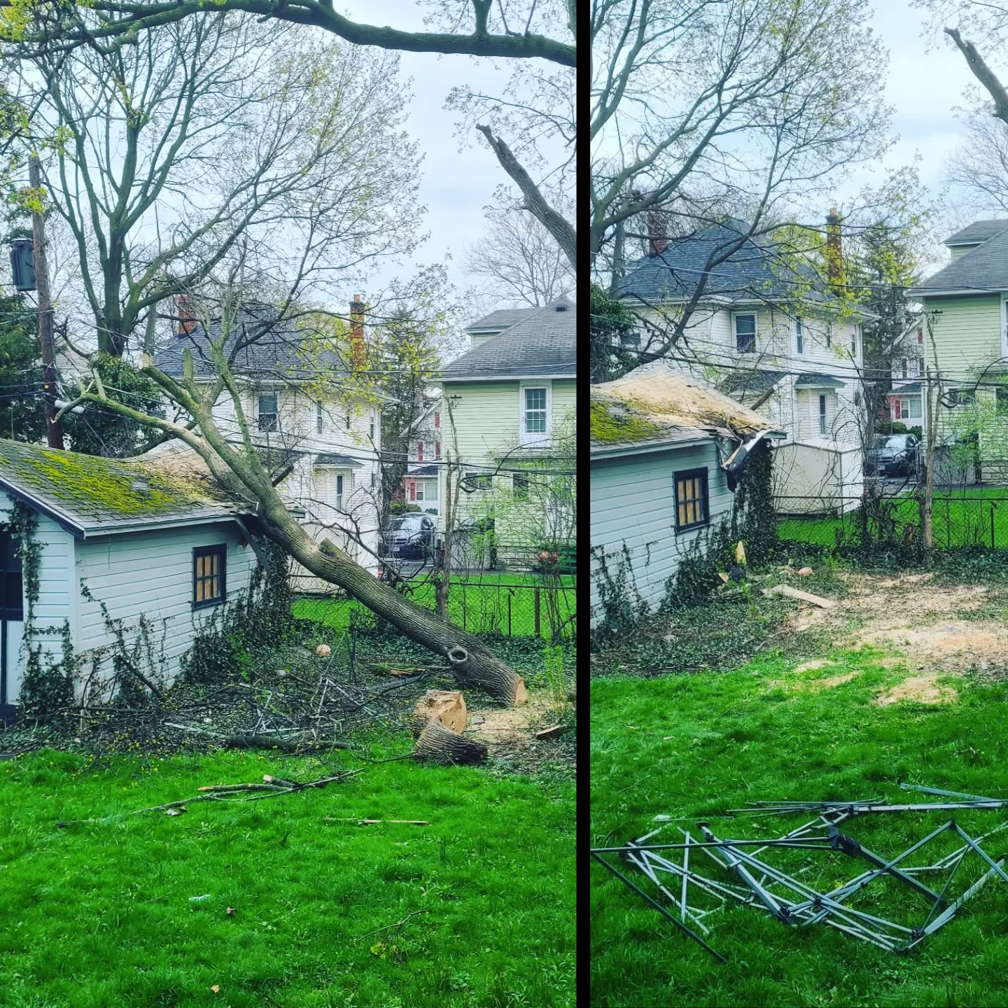 Webster, NY: Lake-Effect Storm Prep — How to Prevent Tree Failures Near the Shoreline