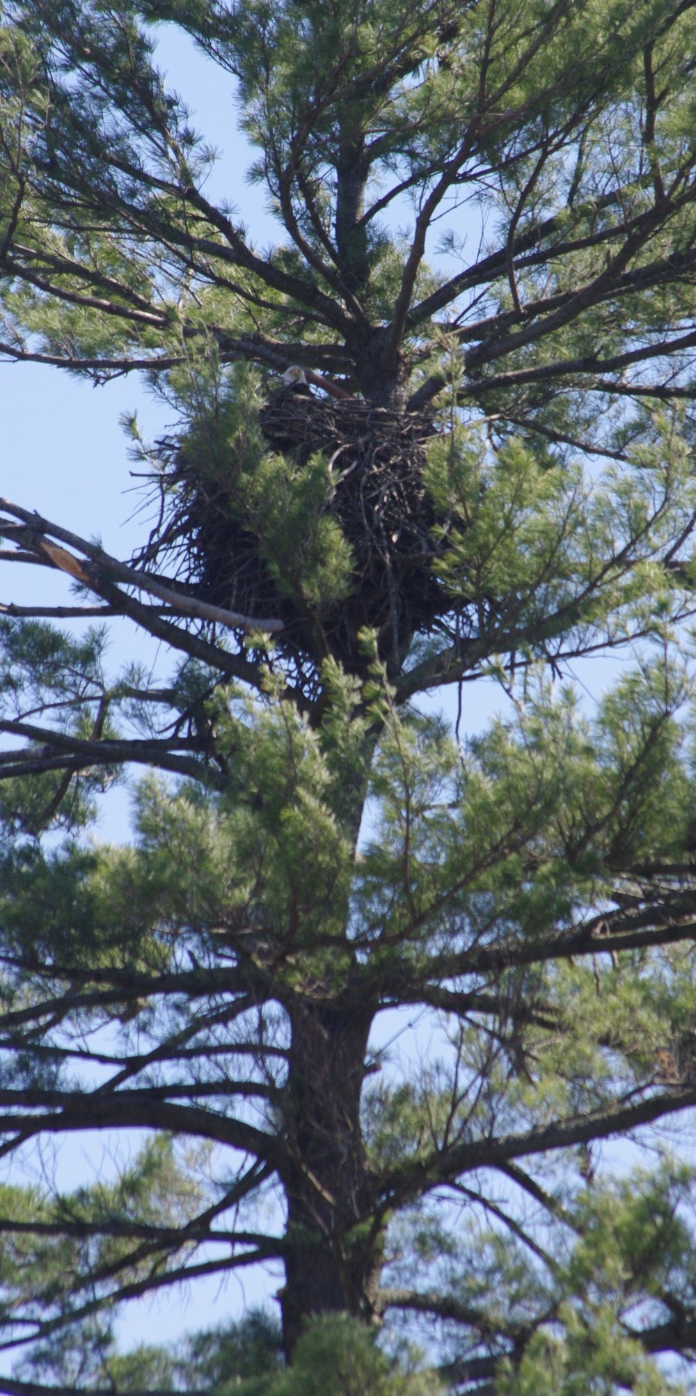 eagle+head+poking+up+from+nest.jpg