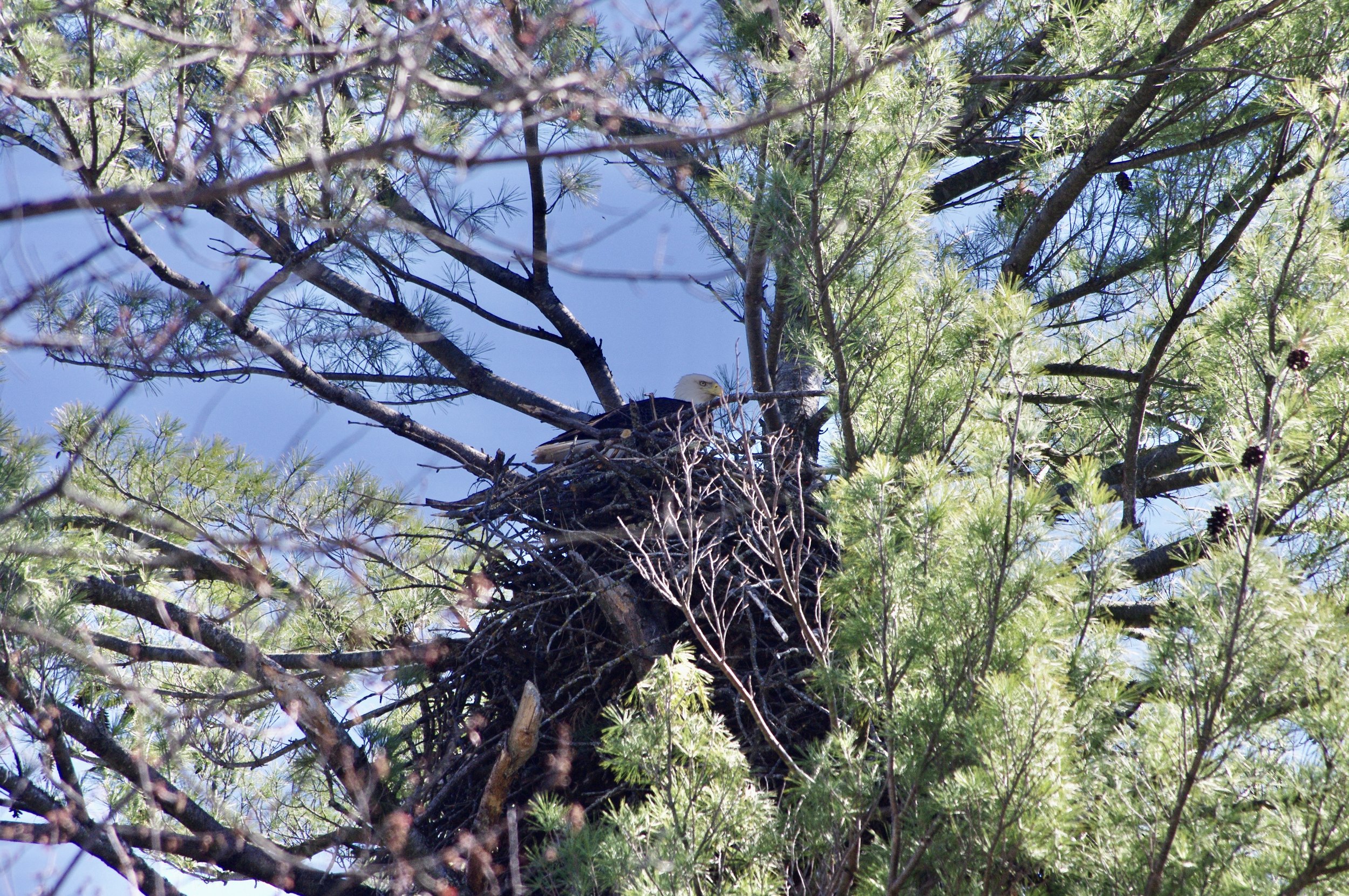 eagle on nest (1).JPG