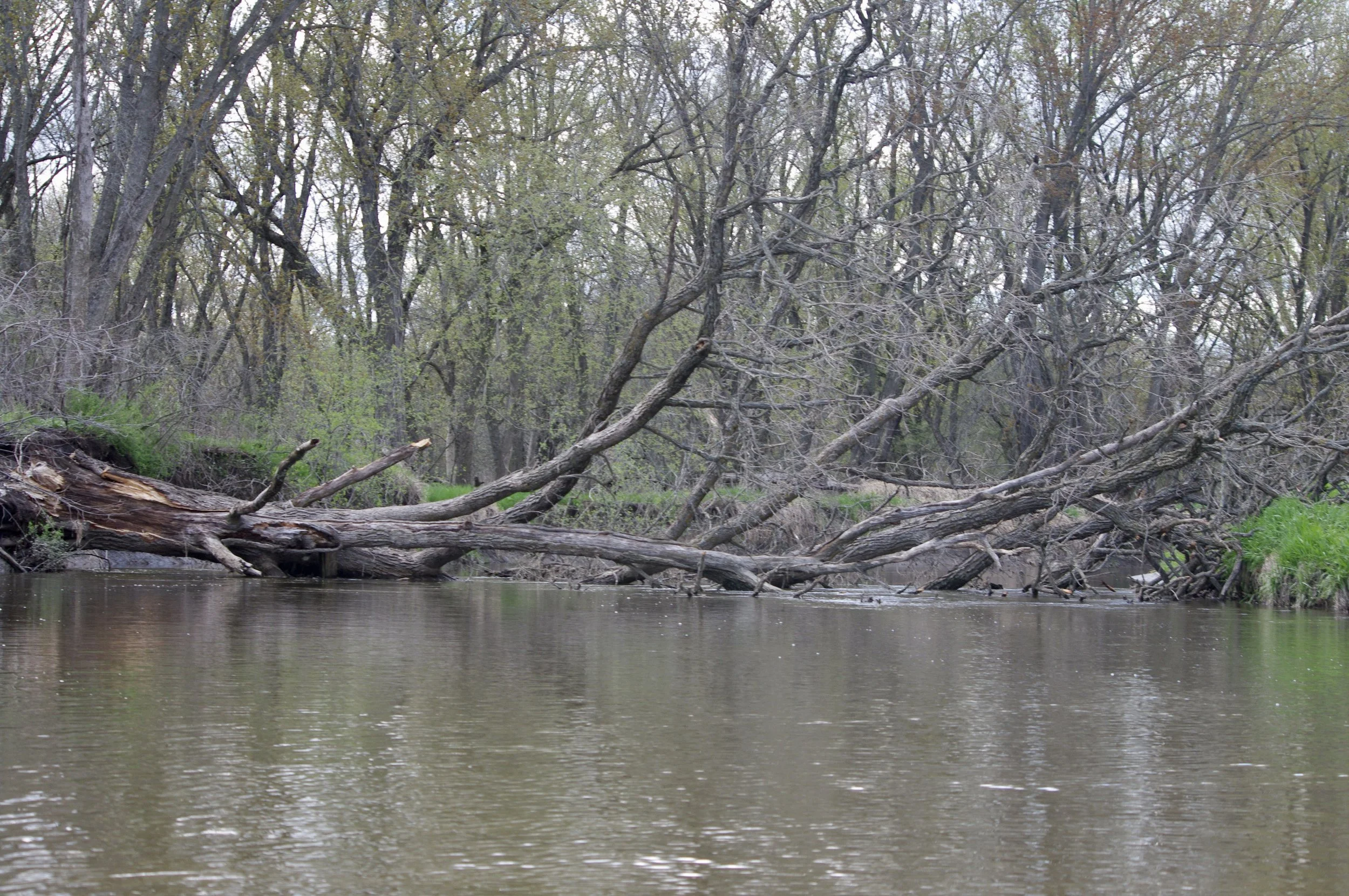 Early Spring Paddle — Friends of the Baraboo River