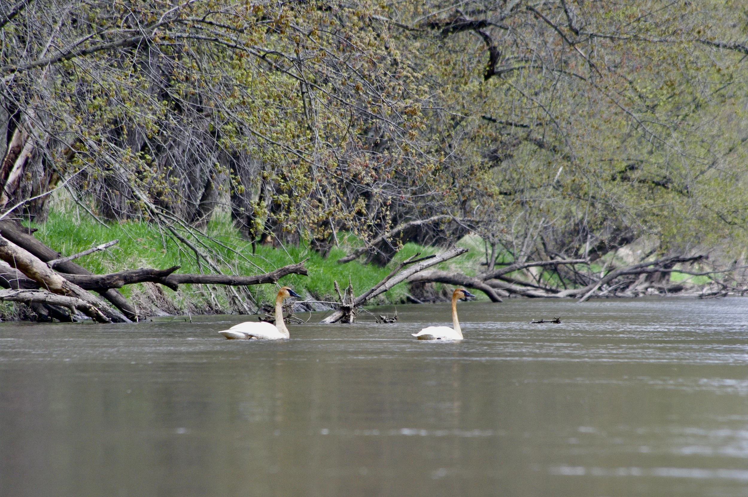 Early Spring Paddle — Friends of the Baraboo River
