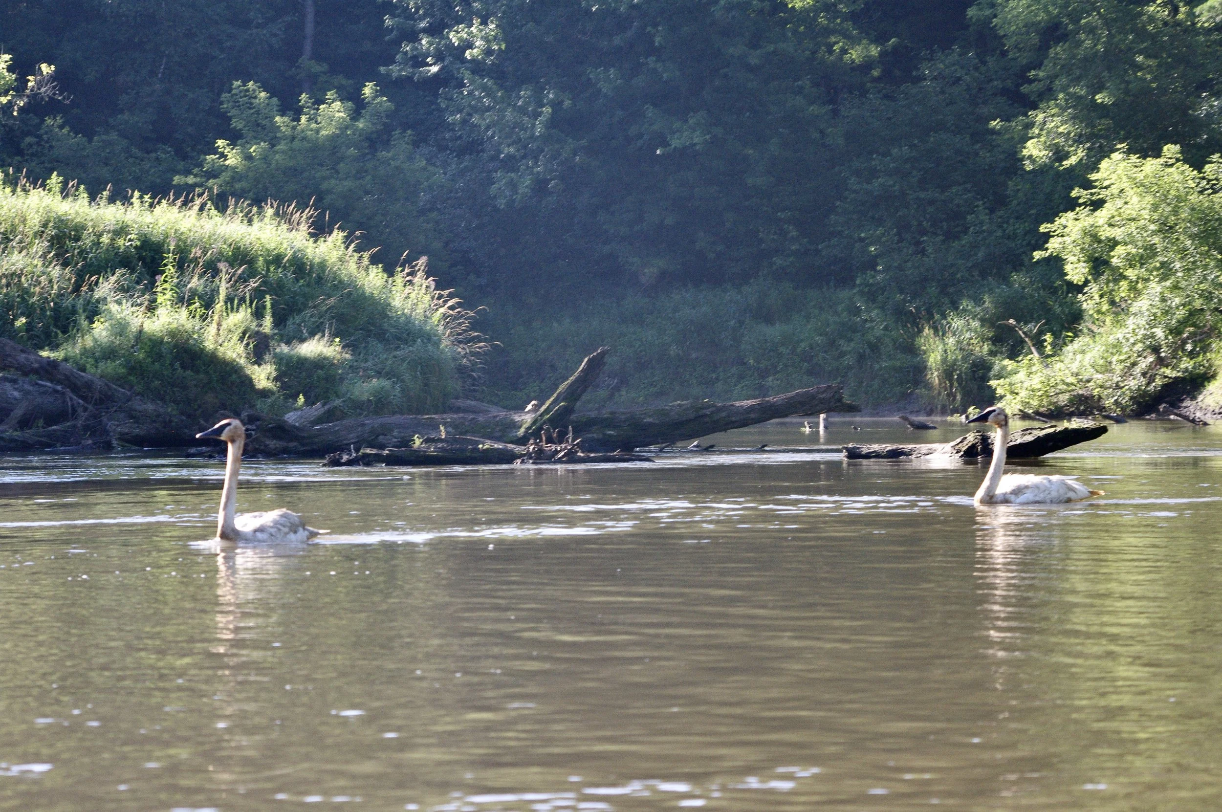 The Baraboo River: a look overtime