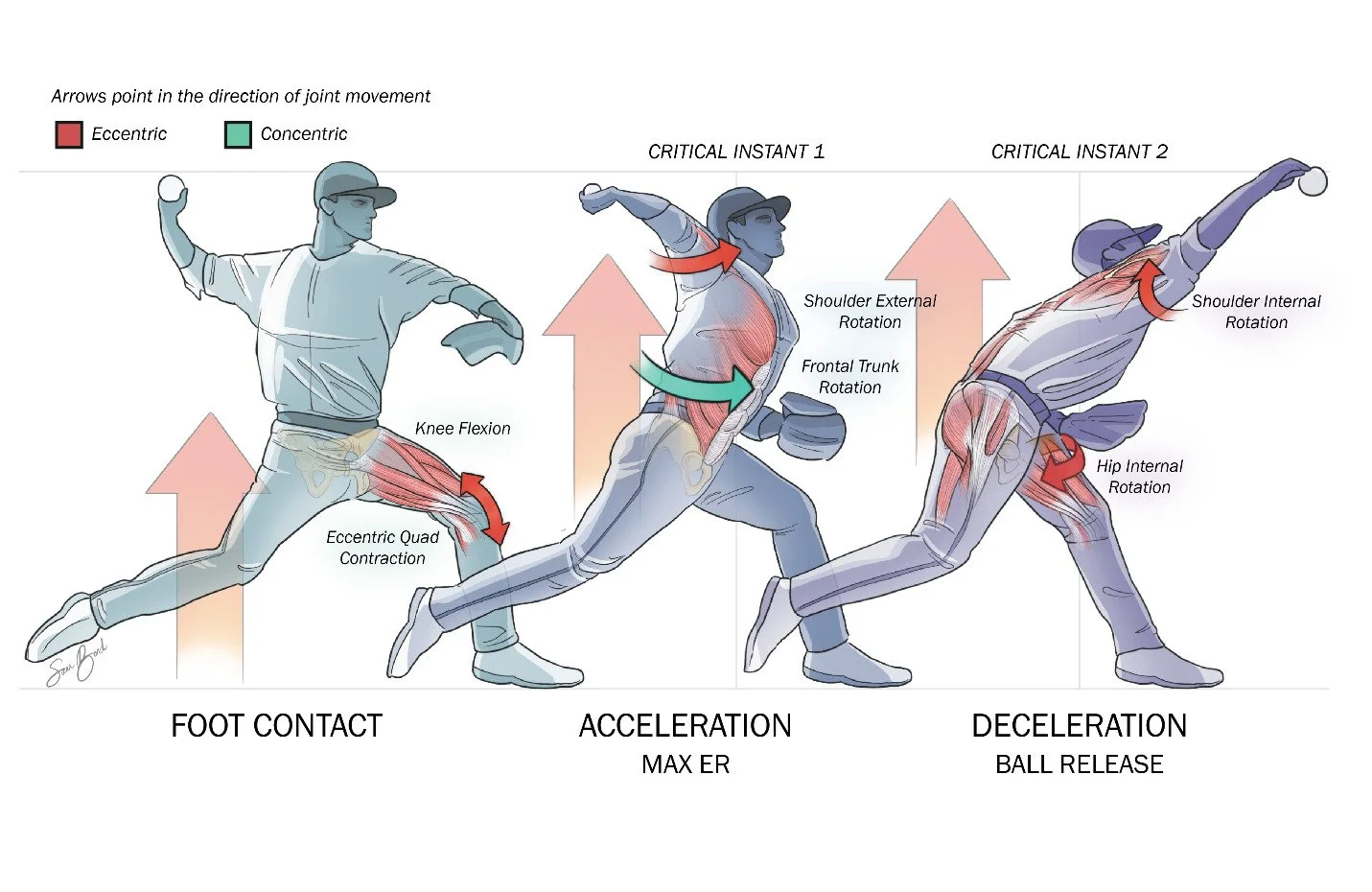 Illustration of eccentric and concentric movement in baseball pitcher throwing motion