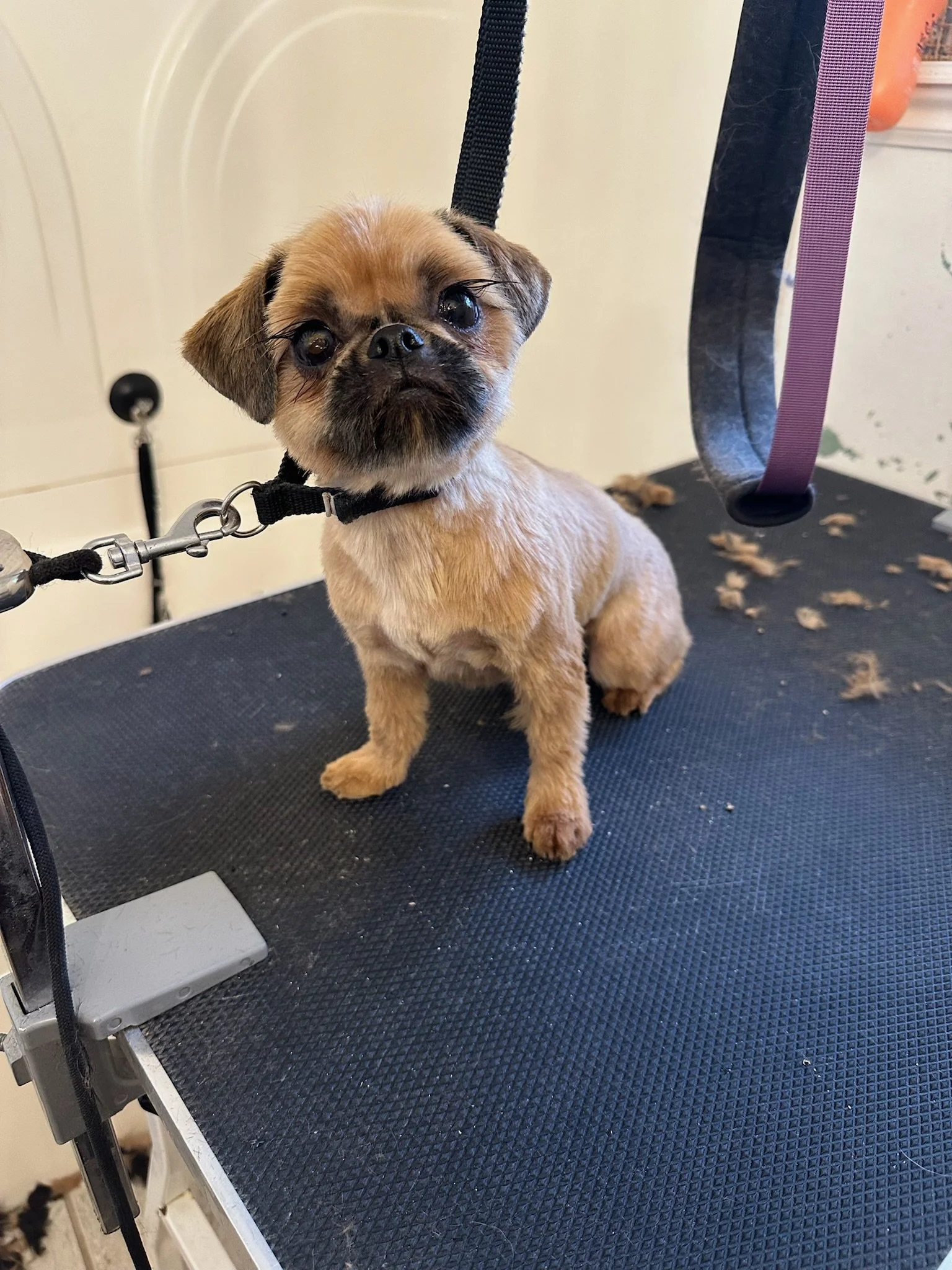 A small brown dog with dark eyes sitting on a grooming table surrounded by grooming tools and hair clippings.