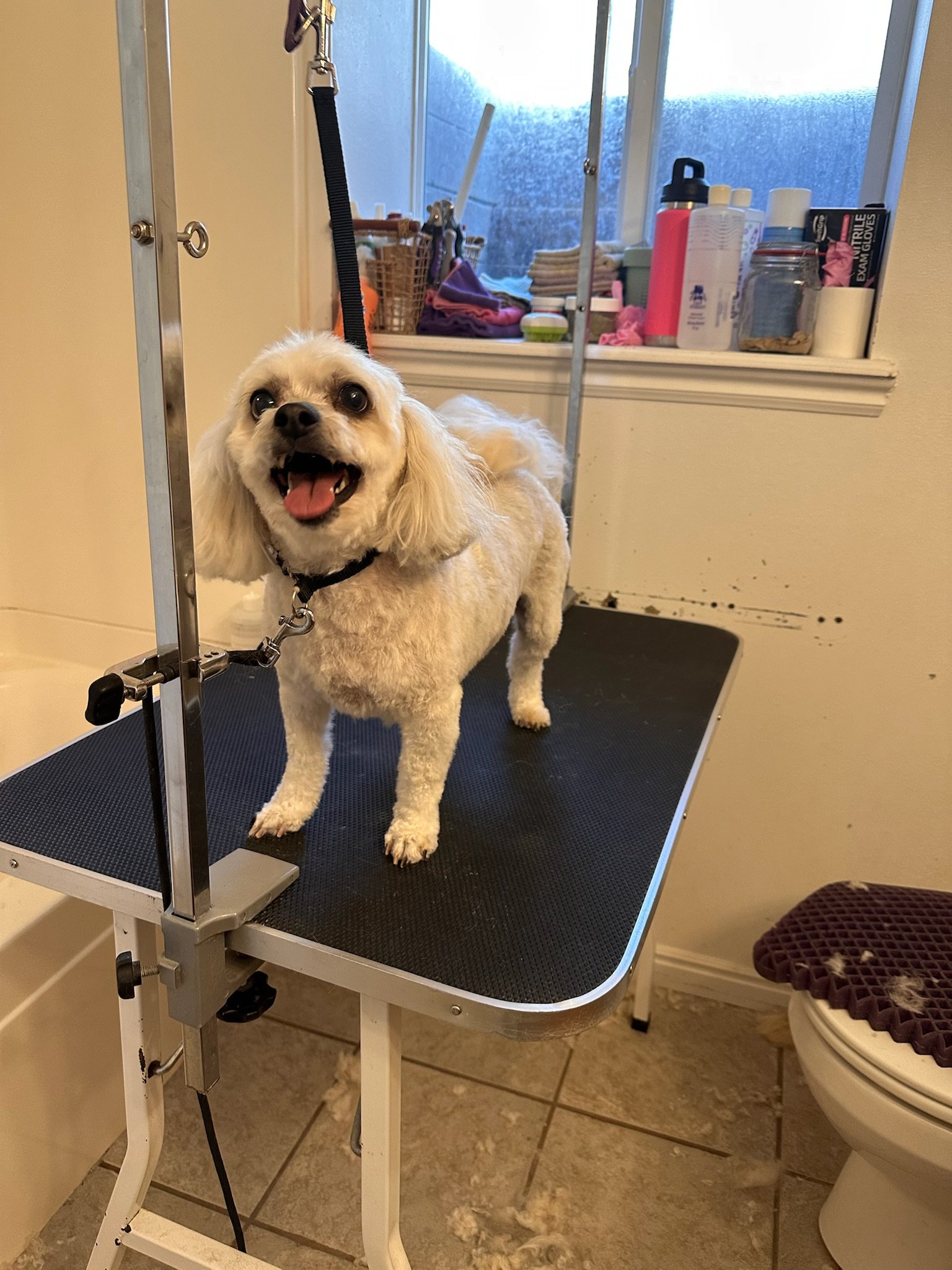 A happy small dog with light-colored fur smiling on a grooming table in a bathroom with a window and toiletries in the background.