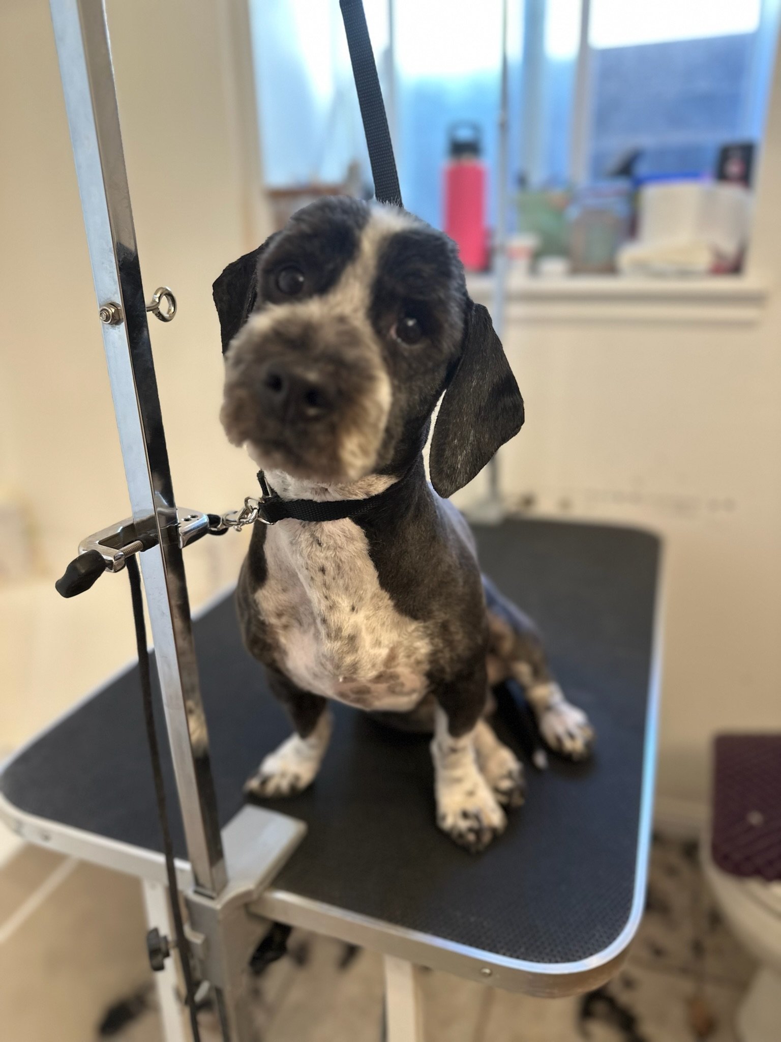 A black and white puppy with floppy ears sitting on a grooming table, looking at the camera, inside a grooming or veterinary facility.