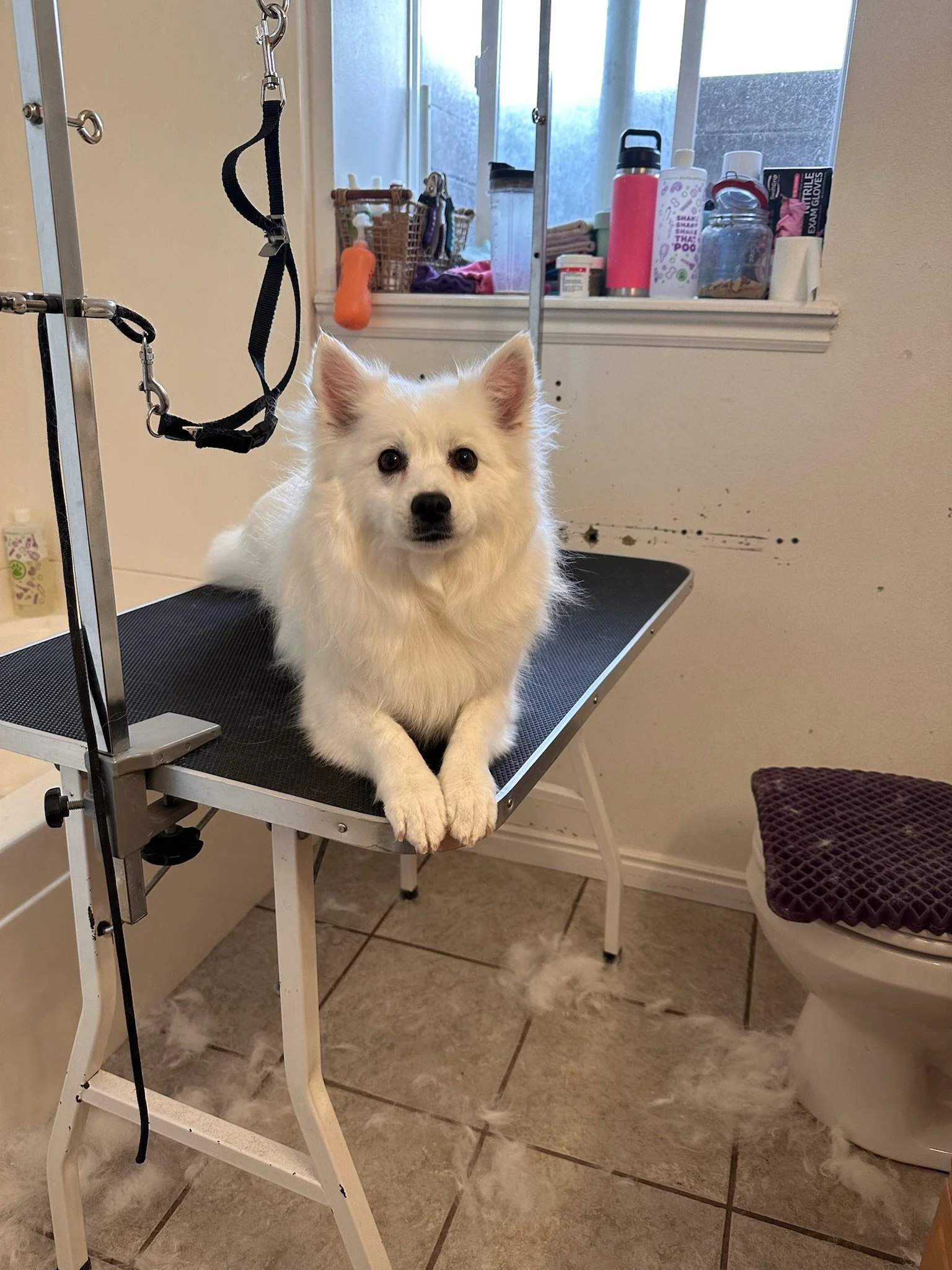 A white dog with fluffy fur sitting on a grooming table inside a bathroom. The dog is looking directly at the camera with an attentive expression. Behind the dog, there are grooming tools and bottles on a windowsill, and a door with a grooming loop is visible to the left.