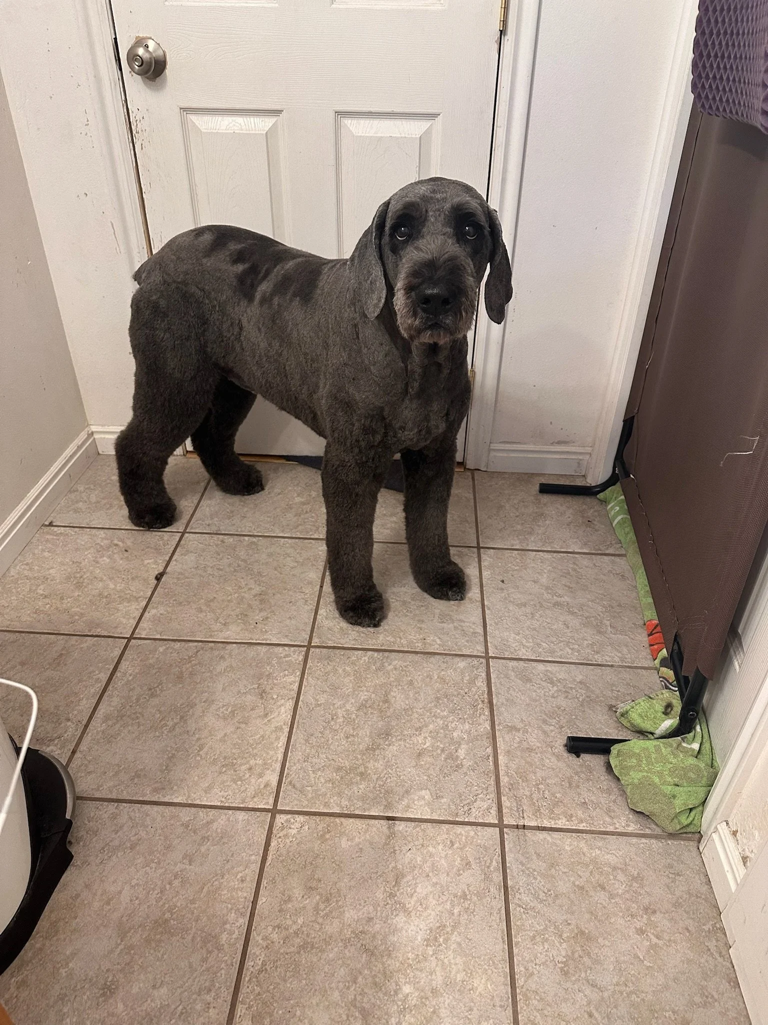 A large gray dog with droopy ears stands on a tiled kitchen floor, looking directly at the camera. Behind the dog is a white door with a silver doorknob, and to the right, a brown stove or oven, with a purple bag hanging on its side. There are two green cleaning cloths on the floor near the stove.