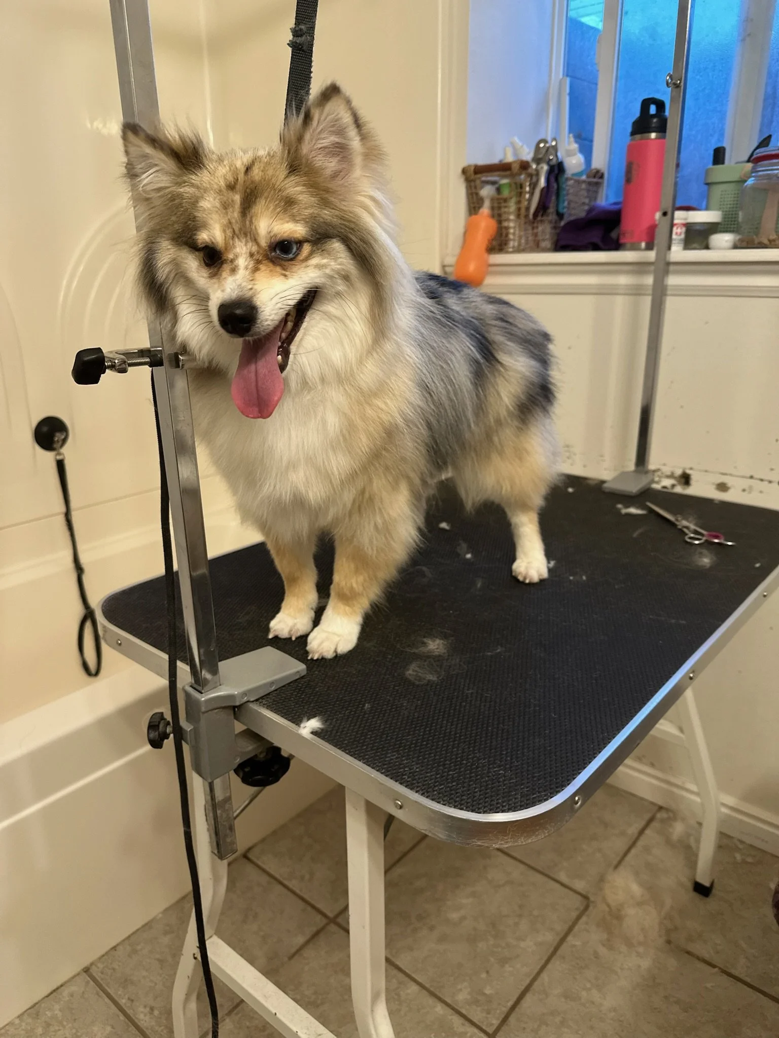 A fluffy Australian Shepherd dog with blue eyes standing on a grooming table in a grooming salon, with grooming tools and supplies visible in the background.