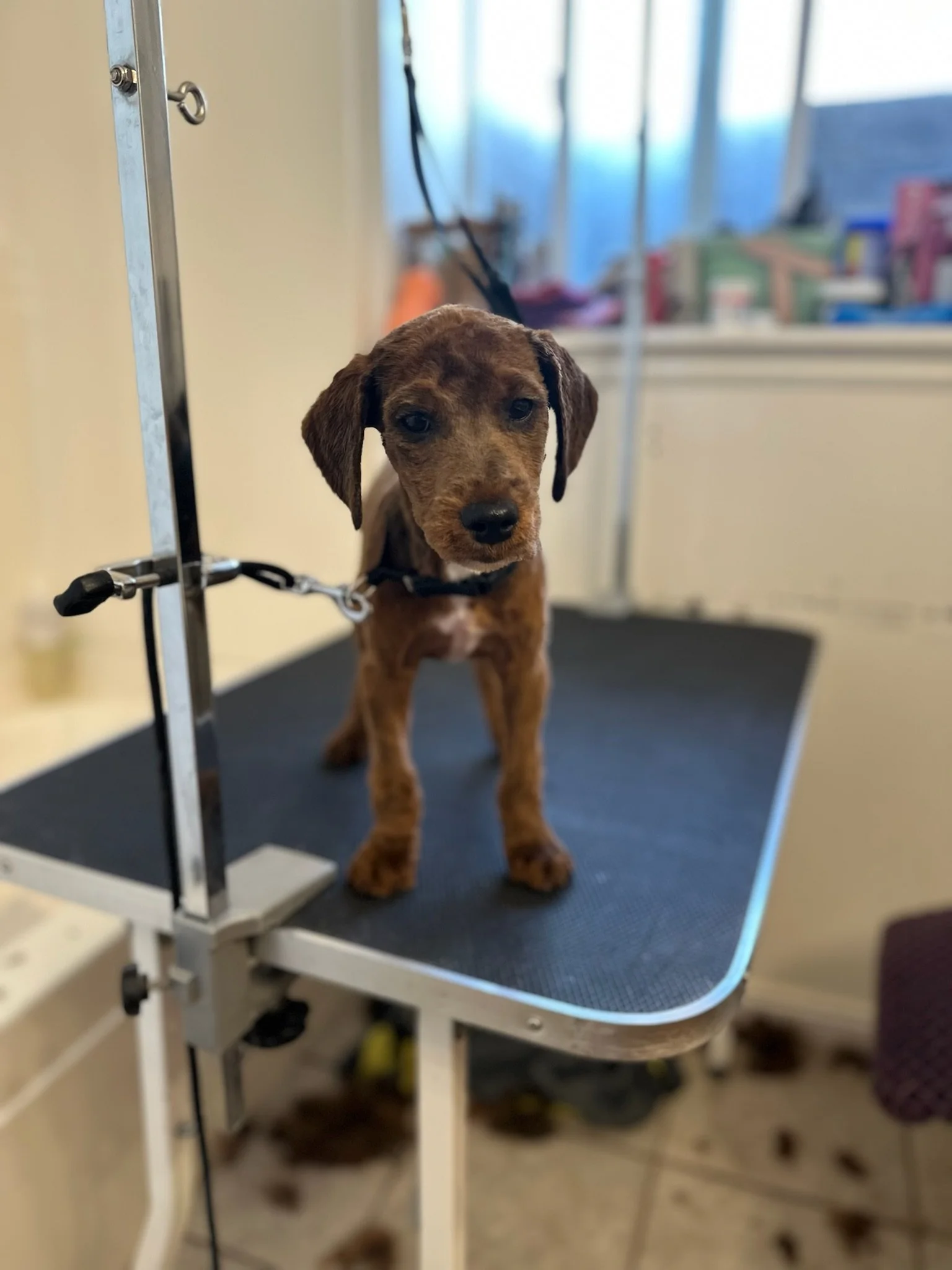 A small brown and black puppy with droopy ears stands on a grooming table.