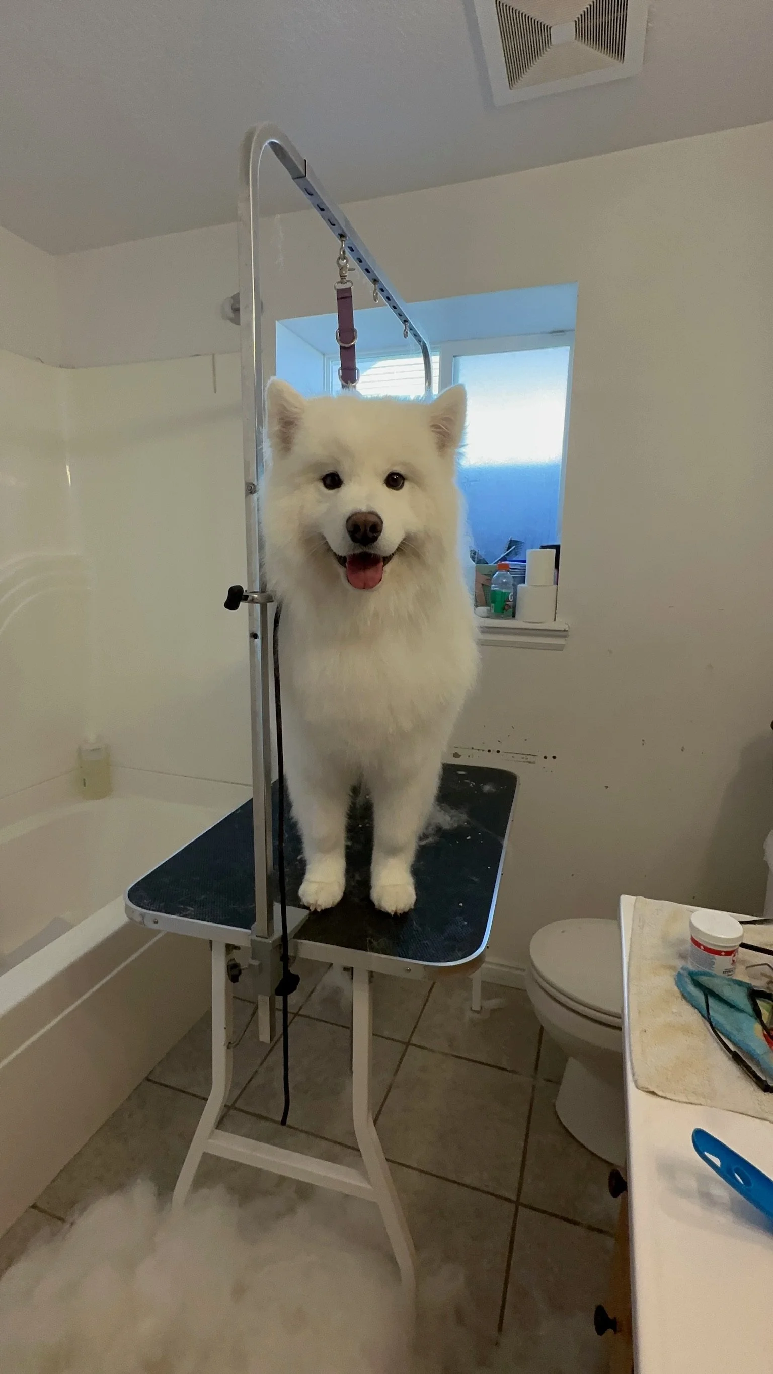 A white dog standing on a grooming table in a bathroom, with grooming equipment attached to a stand and a window in the background.