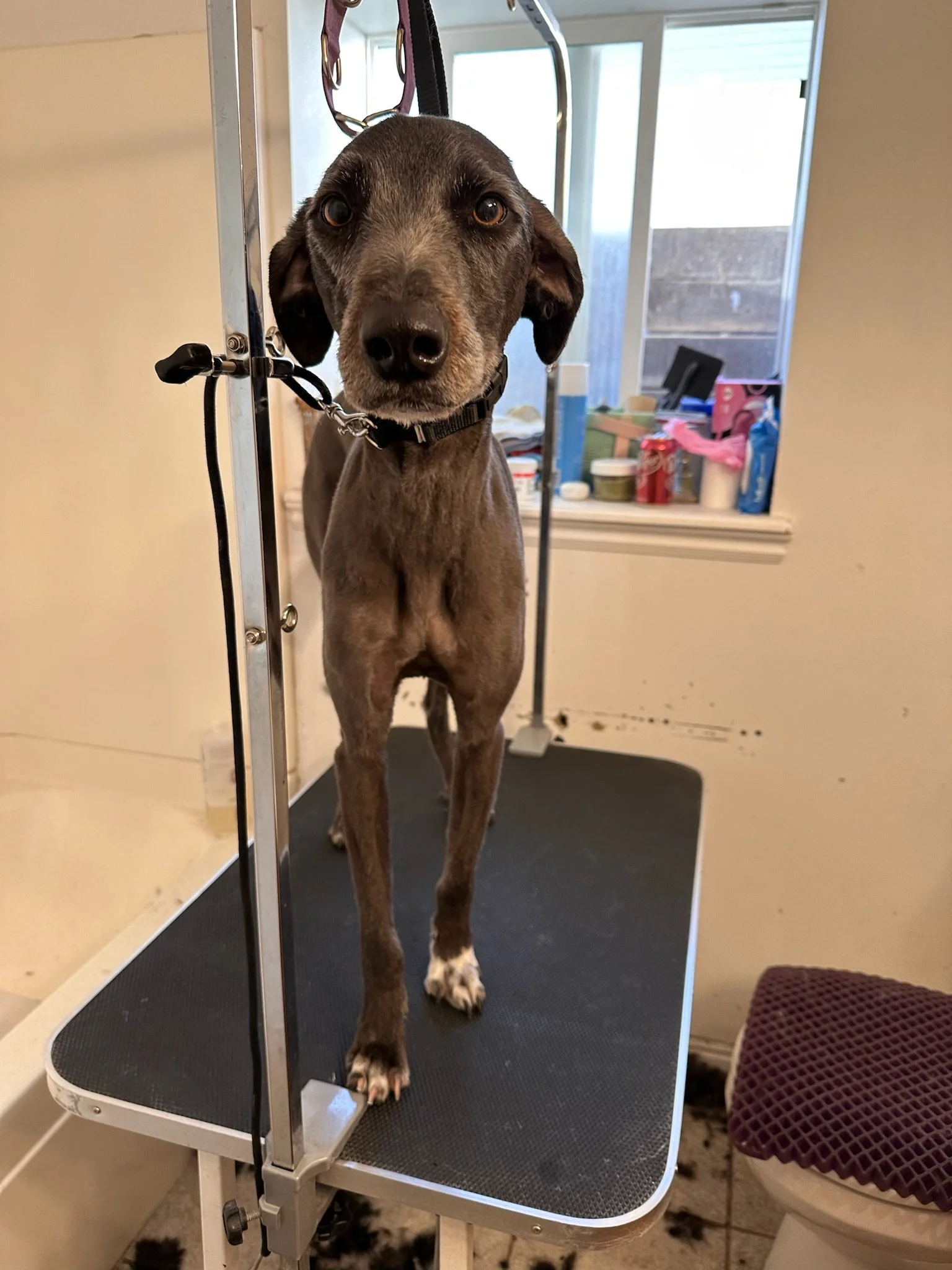 A dog with a brown and gray coat standing on a grooming table, looking directly at the camera during a grooming session in a room with a window and various supplies in the background.