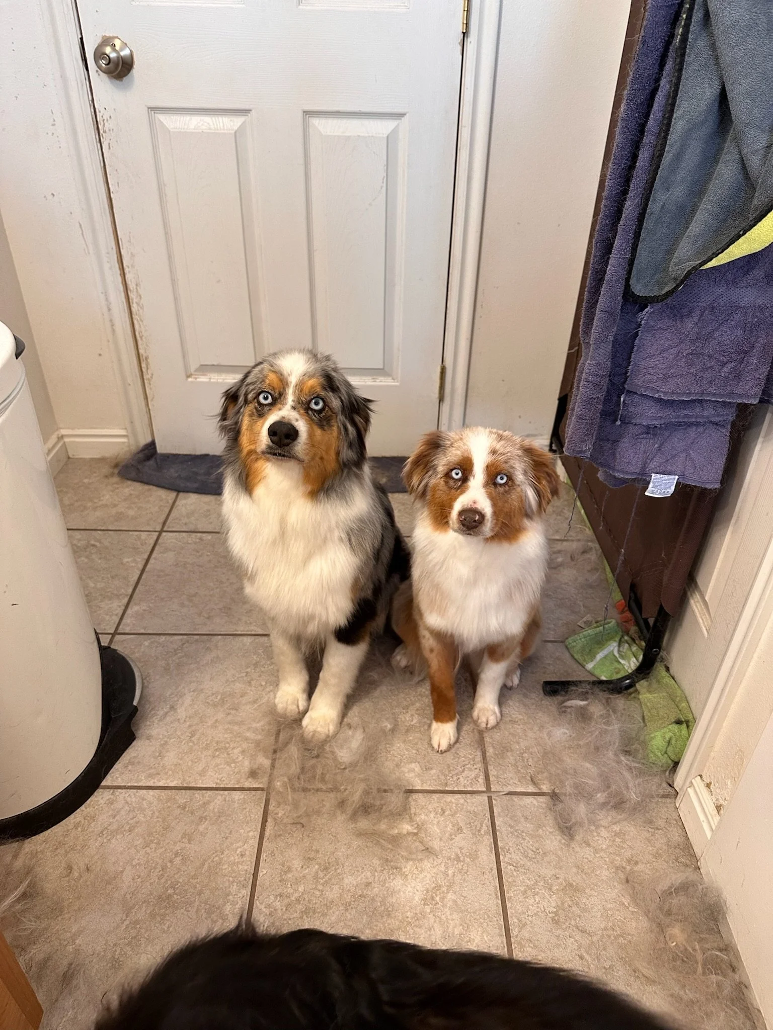Two Australian Shepherd dogs with blue eyes sitting on a tiled floor in front of a closed white door, with towels hanging on a rack nearby.