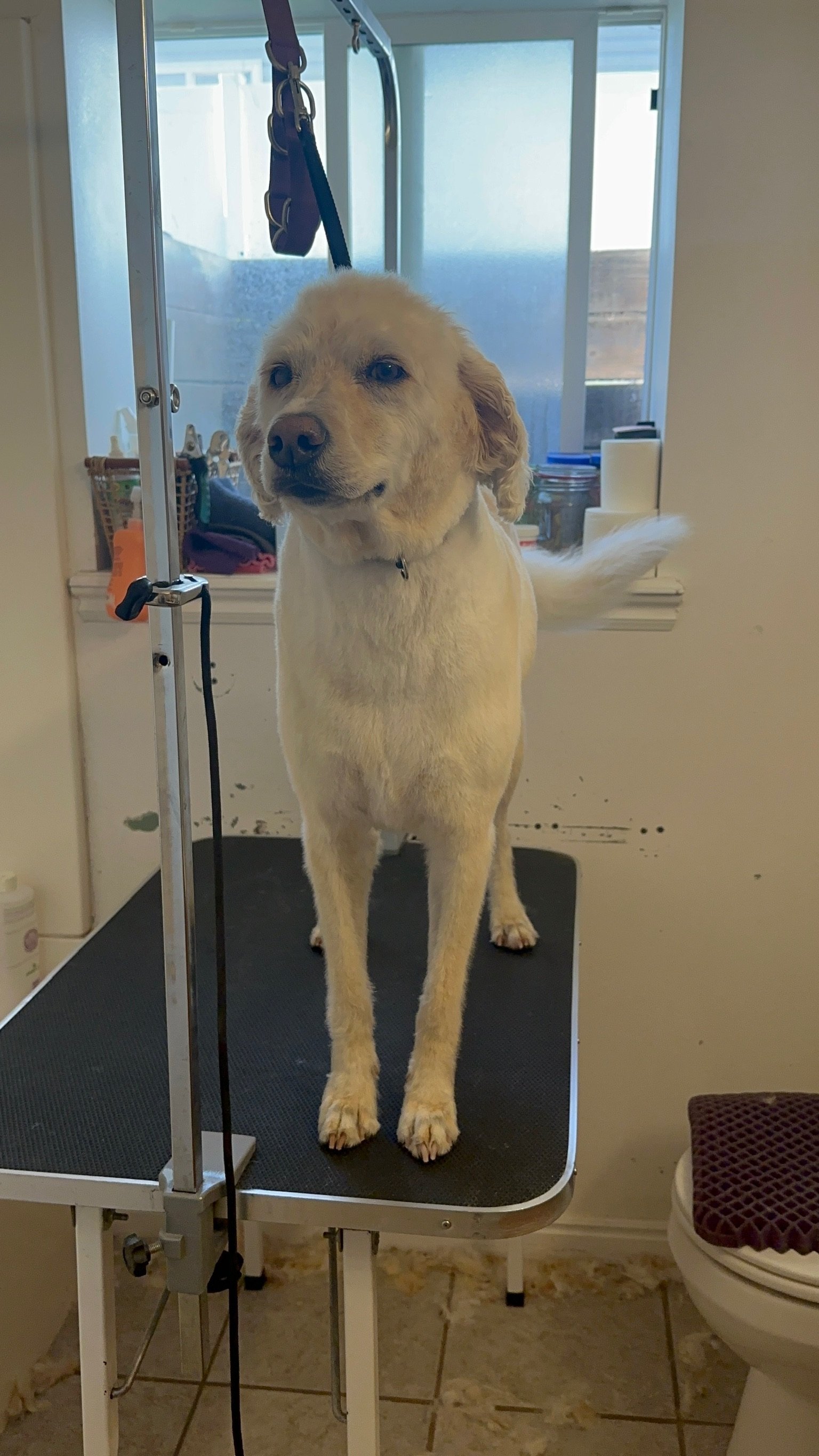 A yellow Labrador retriever on a grooming table in a grooming salon. The dog is looking at the camera with a slight smile, and the grooming station includes grooming tools and a leash hanging above.