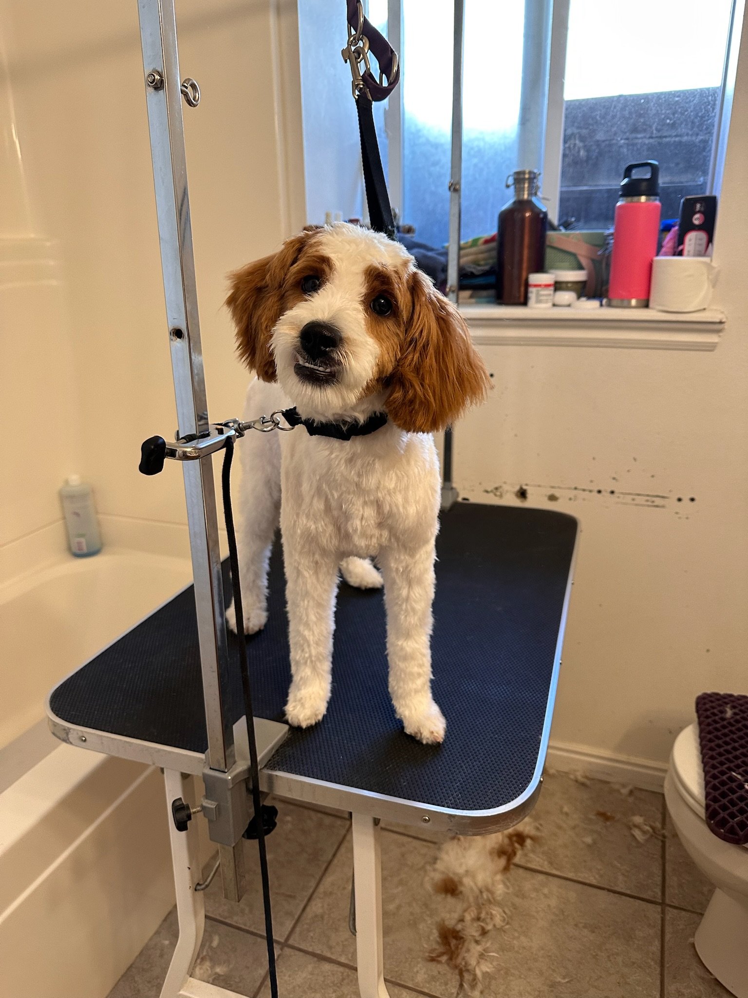 A small dog, possibly a Cocker Spaniel, is standing on a grooming table with a black mat. The dog is looking directly at the camera with a curious expression. The background includes a bathroom or grooming area with various bottles and containers on a ledge, and a window providing natural light.