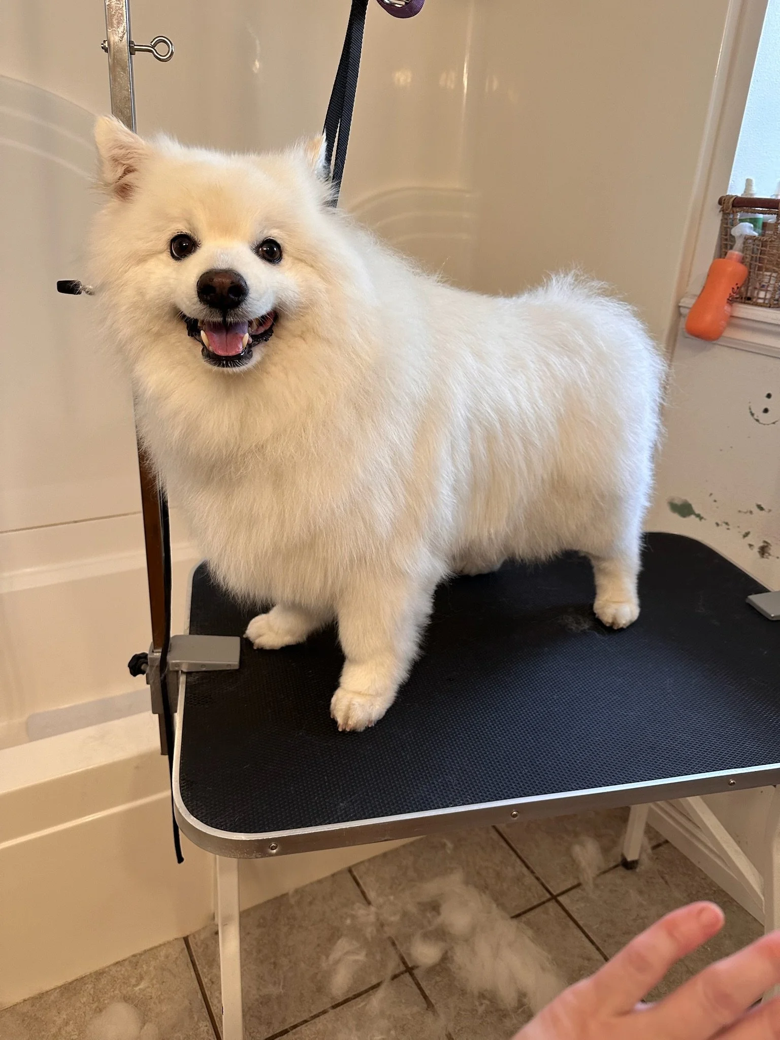 A fluffy white dog standing on a grooming table with a black surface. The dog is smiling with its tongue slightly out, inside a room with beige tiled flooring, white cabinets, and a few grooming supplies visible.