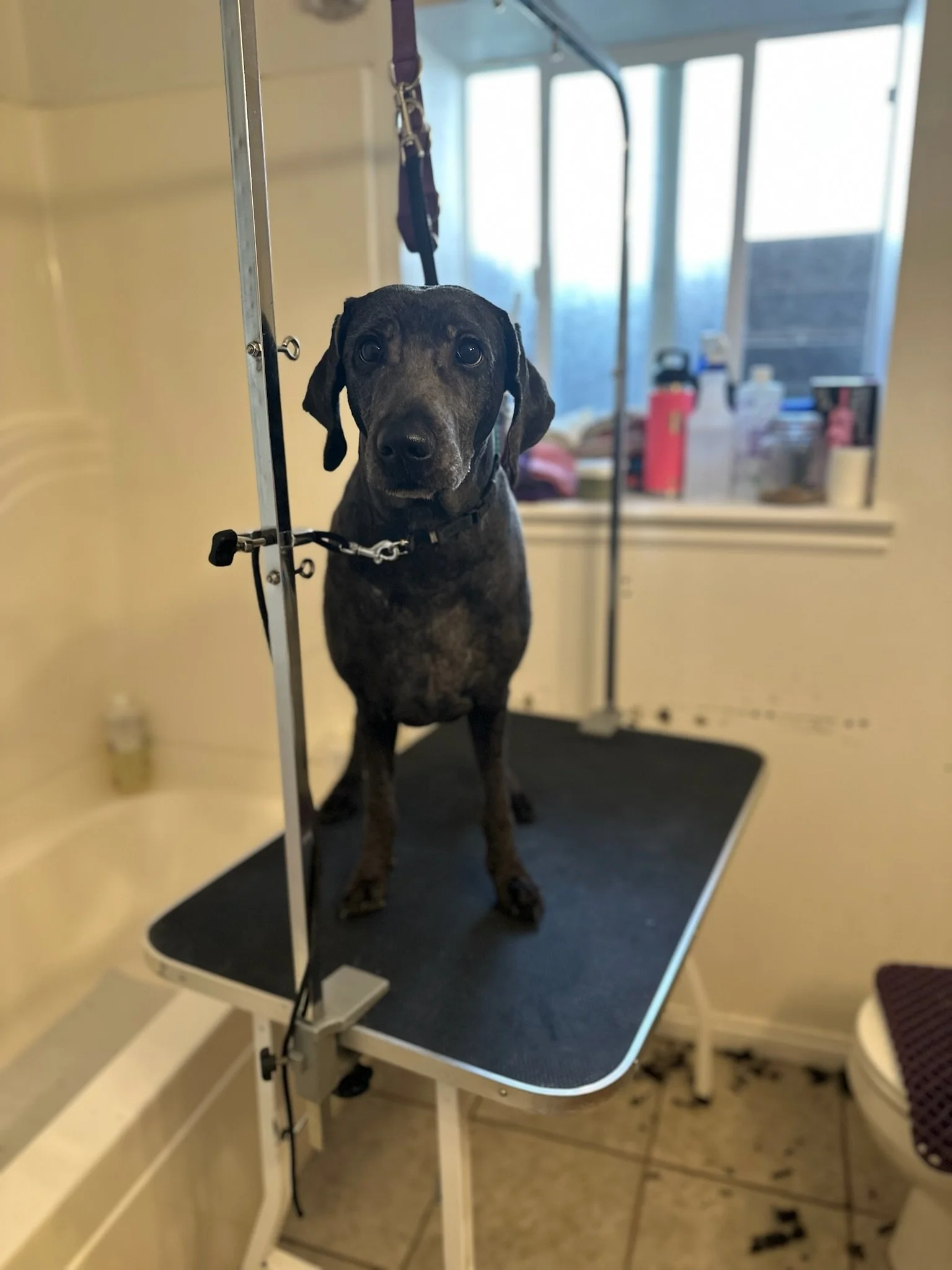A black dog with a short coat and floppy ears standing on a grooming table at a pet grooming area.