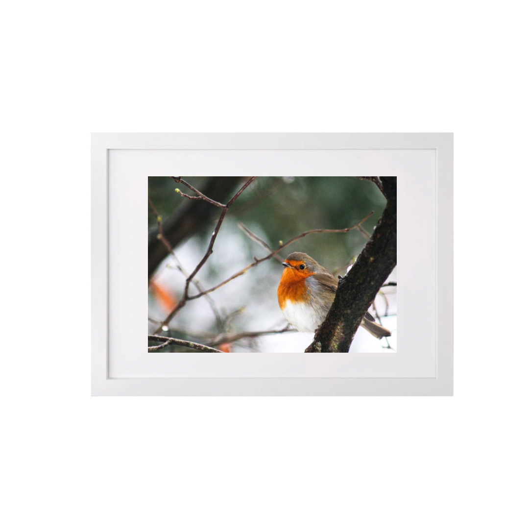 Perched Robin 2 - side shot Print (A3 Frame)