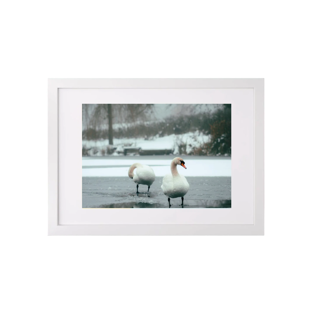 Swans in Winter Print - (A3 Frame)