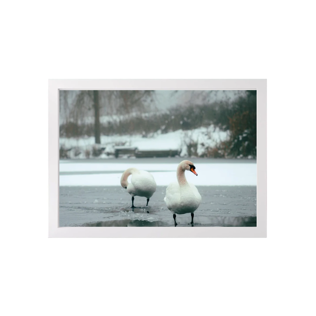 Swans in Winter Print - (A3 Frame)