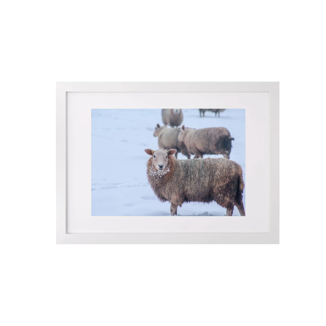 Sheep In The Snow 2 (A3 Frame)
