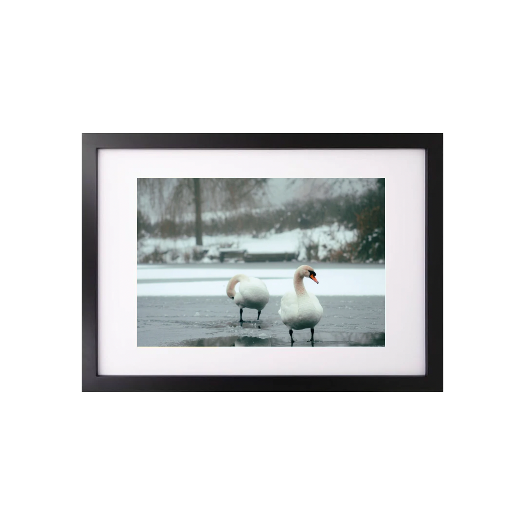 Swans in Winter Print - (A3 Frame)