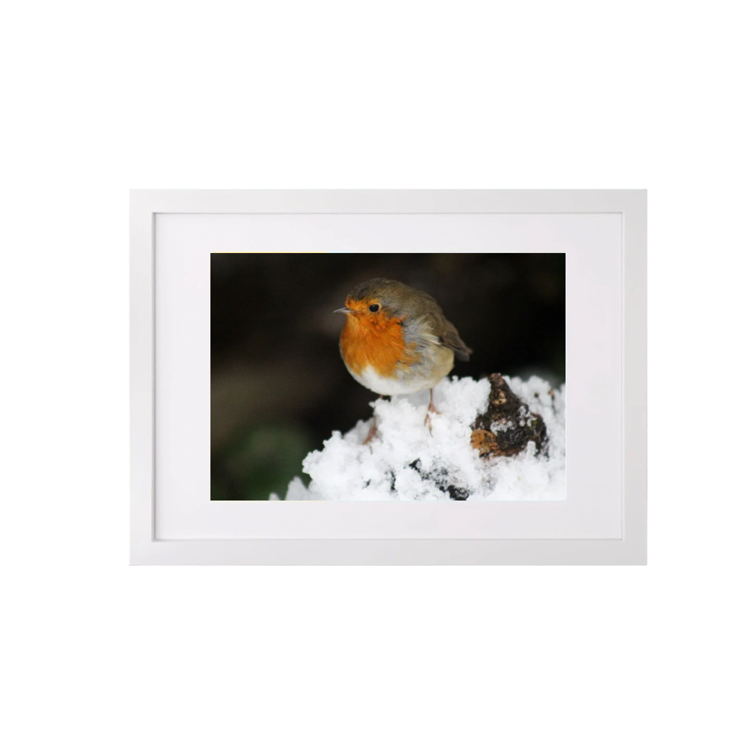 Robin In Winter (A3 Frame)