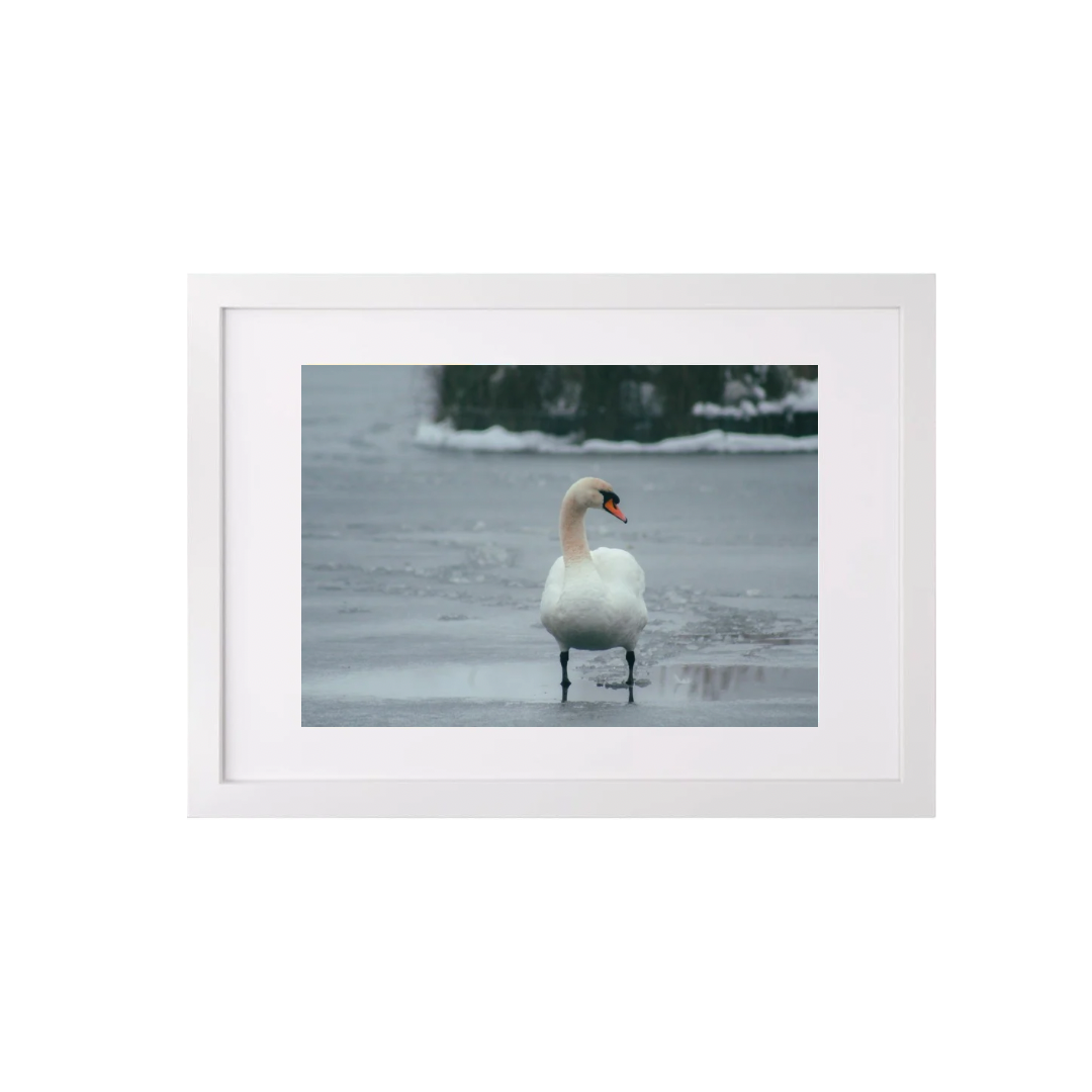 Swan on Icy Lake (A3 Frame)