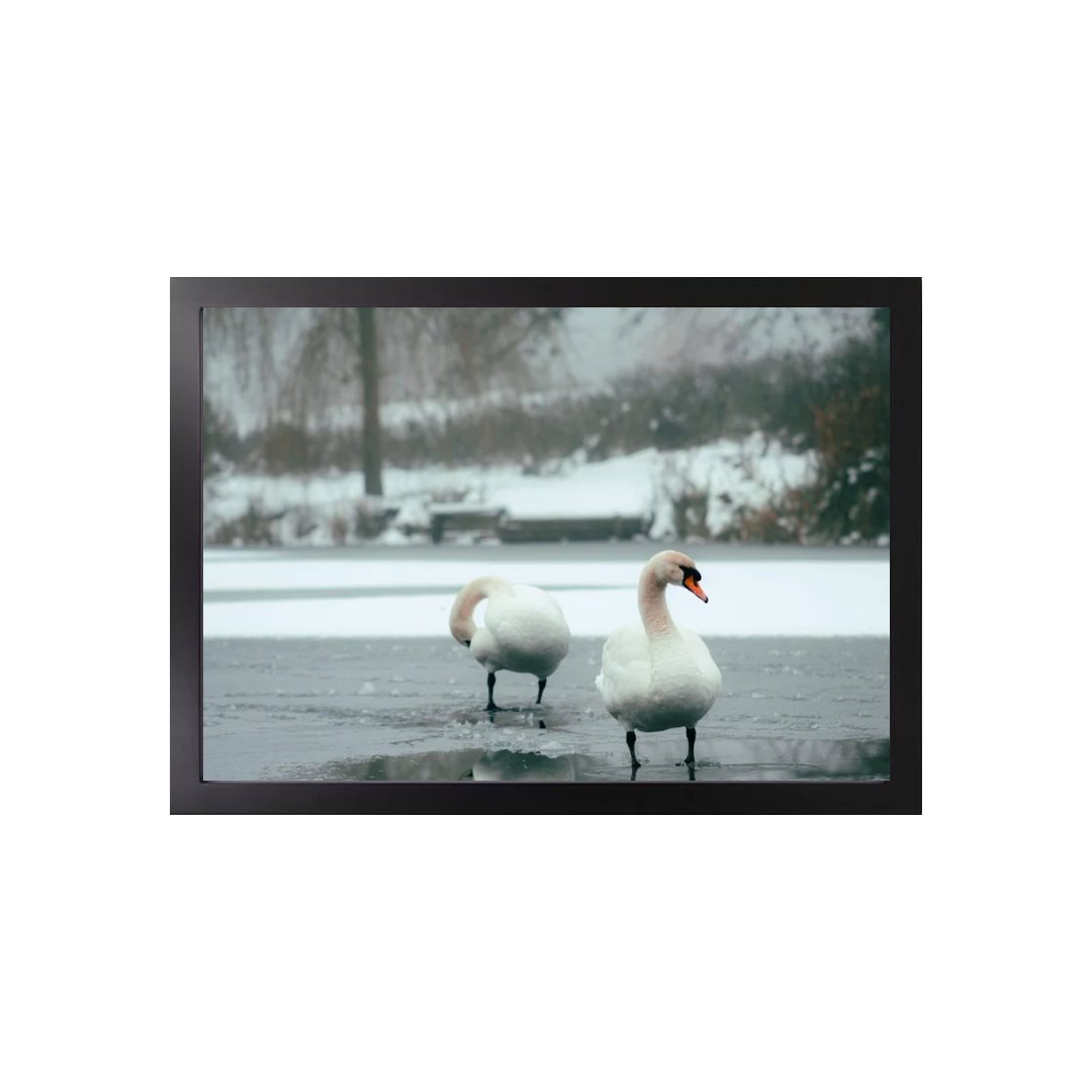 Swans in Winter Print - (A3 Frame)
