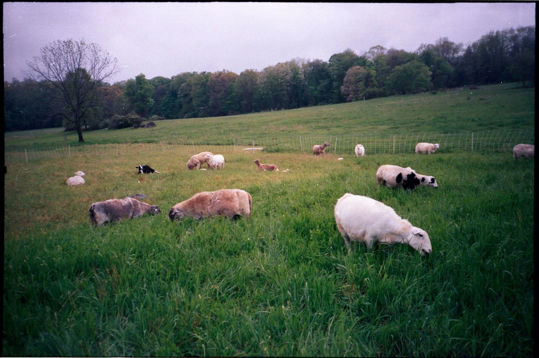 GULDENspring_ekta400 01 3.jpeg
