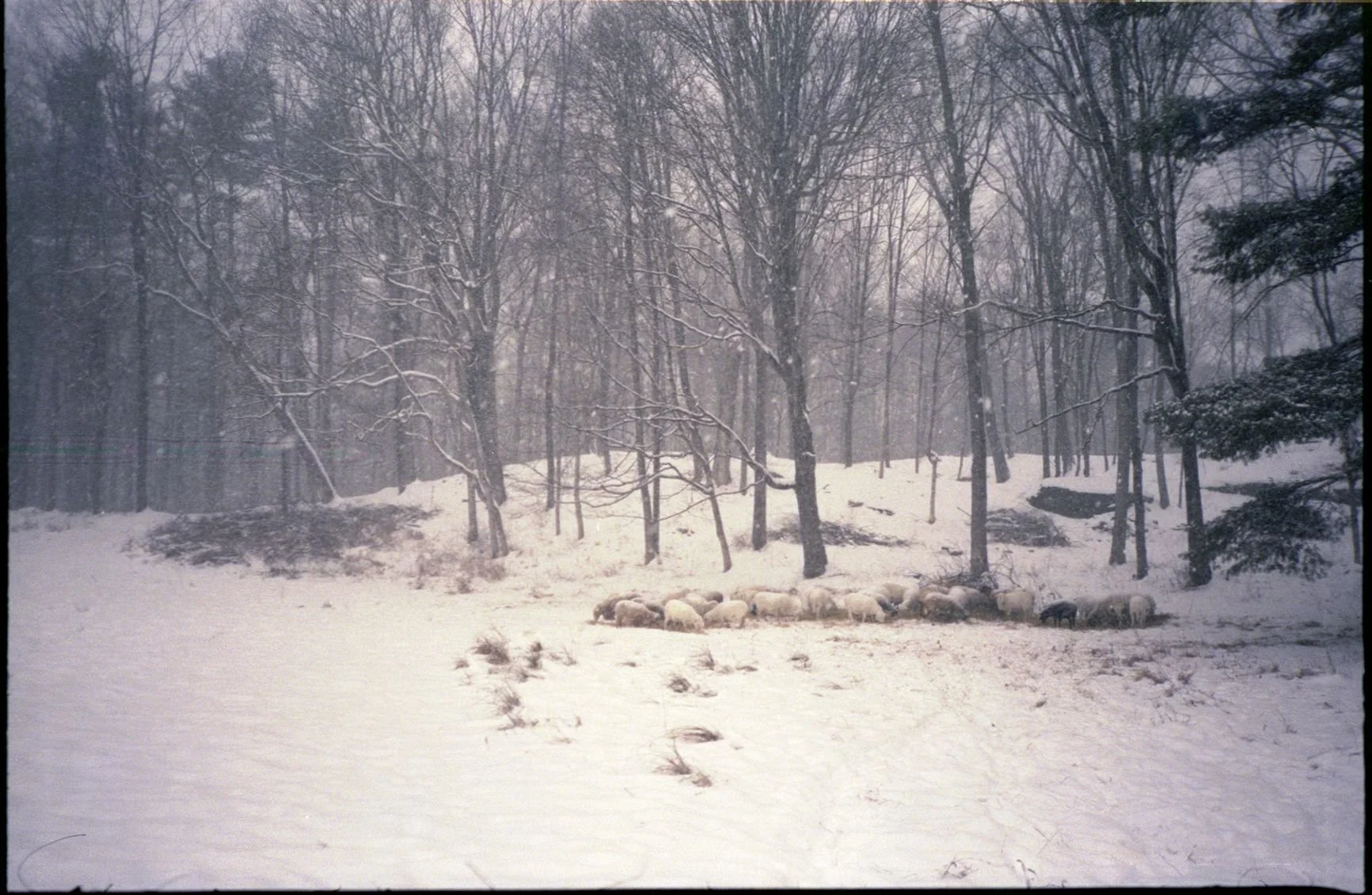 analog_2.26 (37).jpg