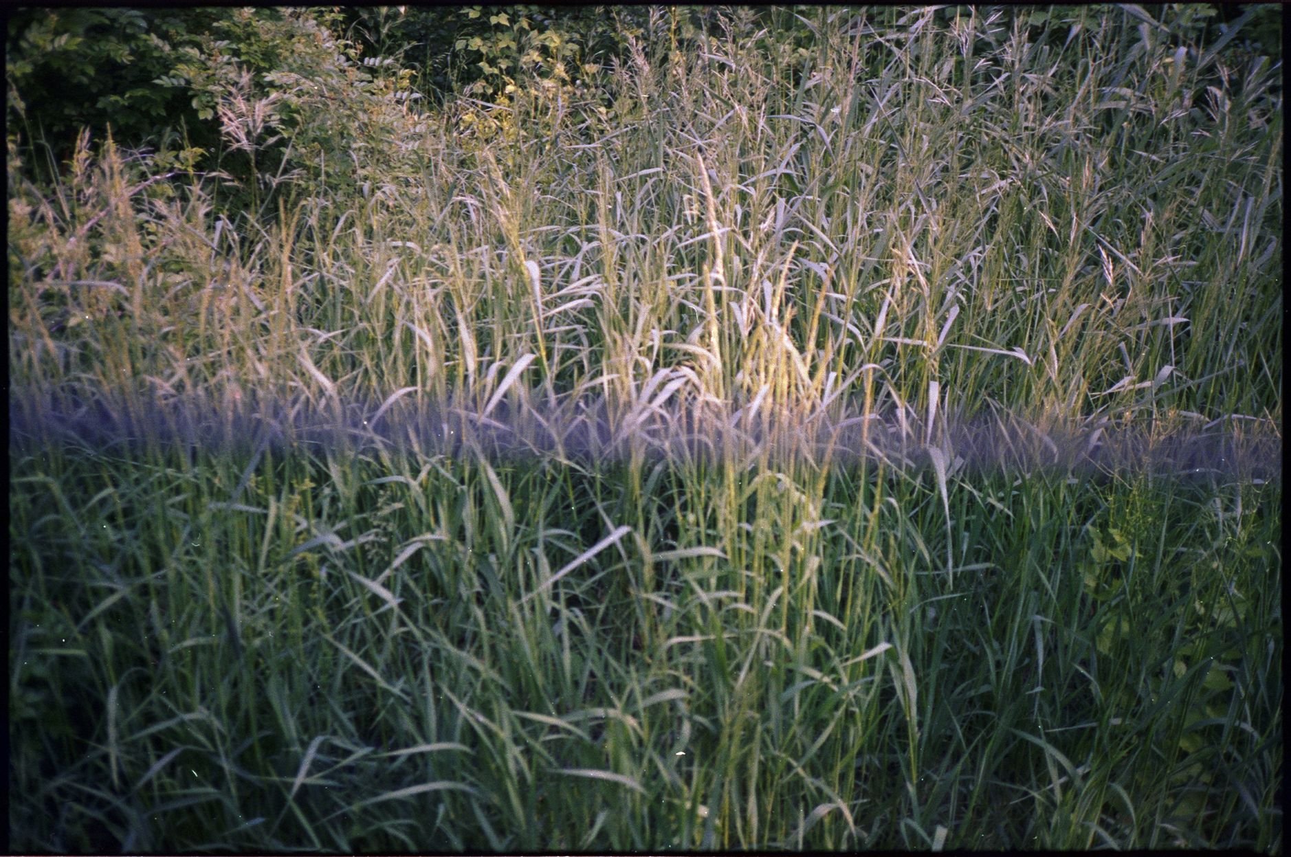 GULDENspring_ekta400 017 18 24.jpg