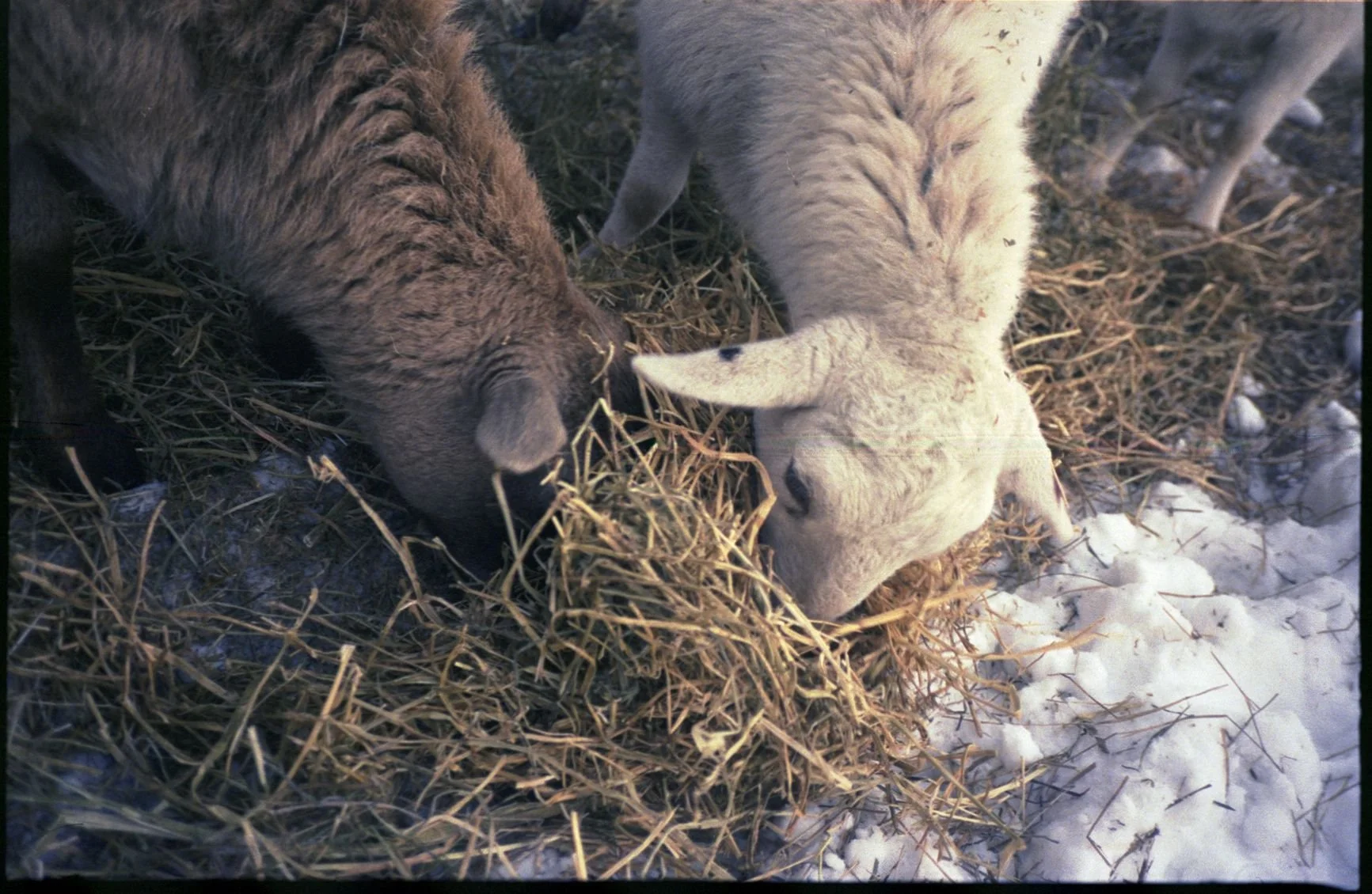 analog_2.26 (43).jpg