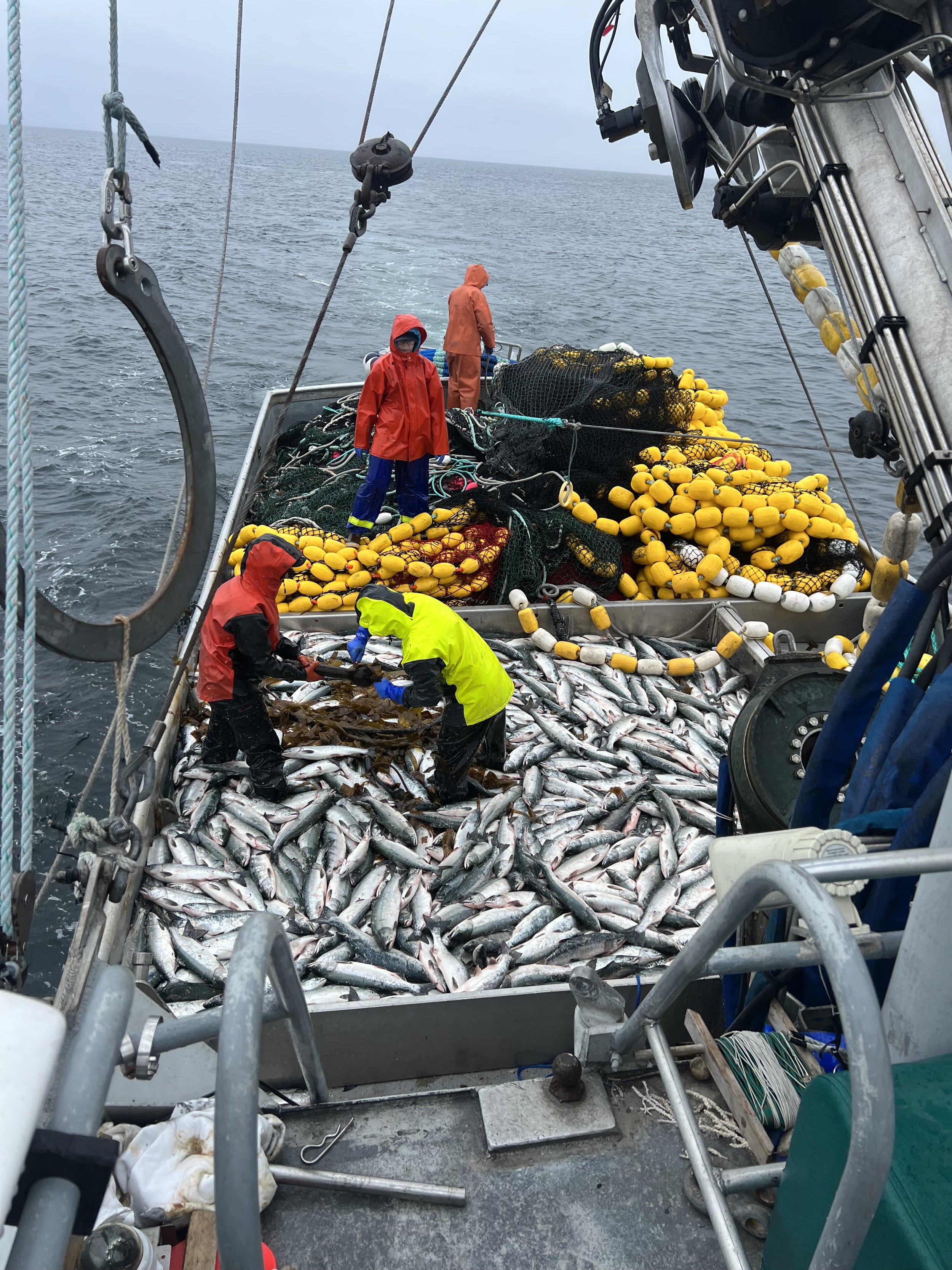 Sockeye Salmon