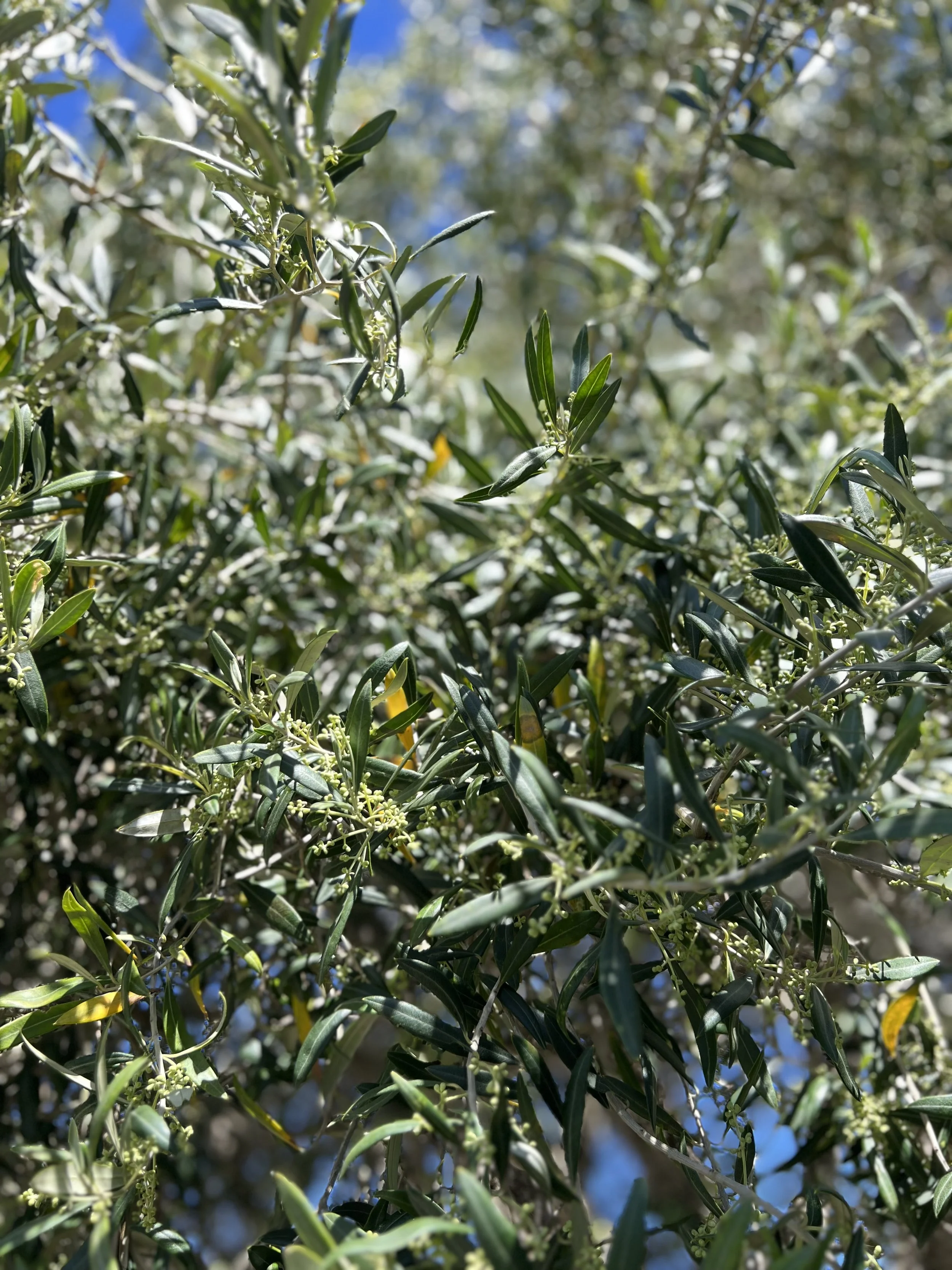 The Olive Tree
