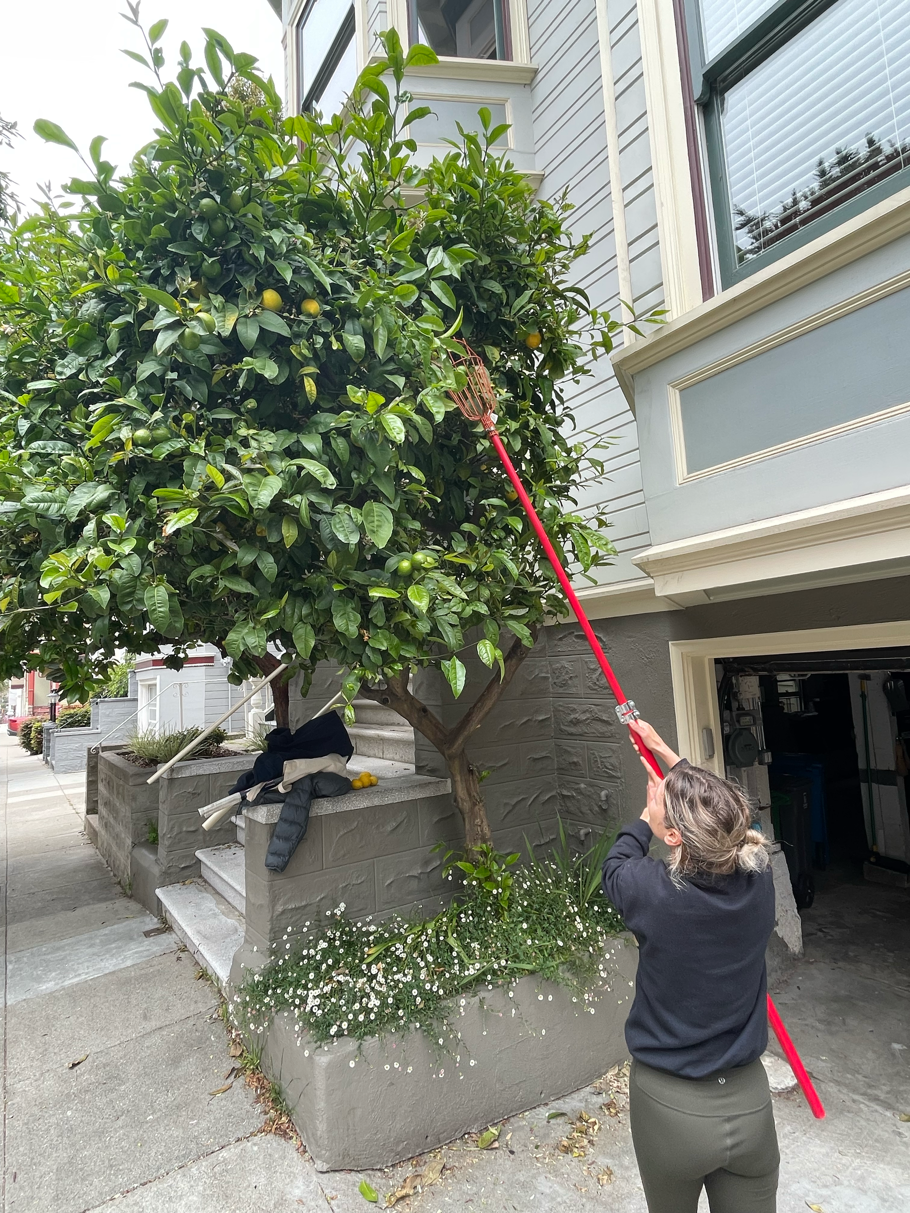 Woman pruning a citrus tree in front of a residential house.