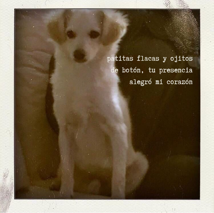 patitas flacas y ojitos de botón, tu presencia alegró mi corazón.png