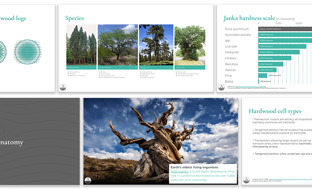 A collage of slides featuring information about different types of trees, wood logs, wood hardness scale, and a photo of the oldest living organism, Methuselah, a Great Basin Bristlecone Pine in California.