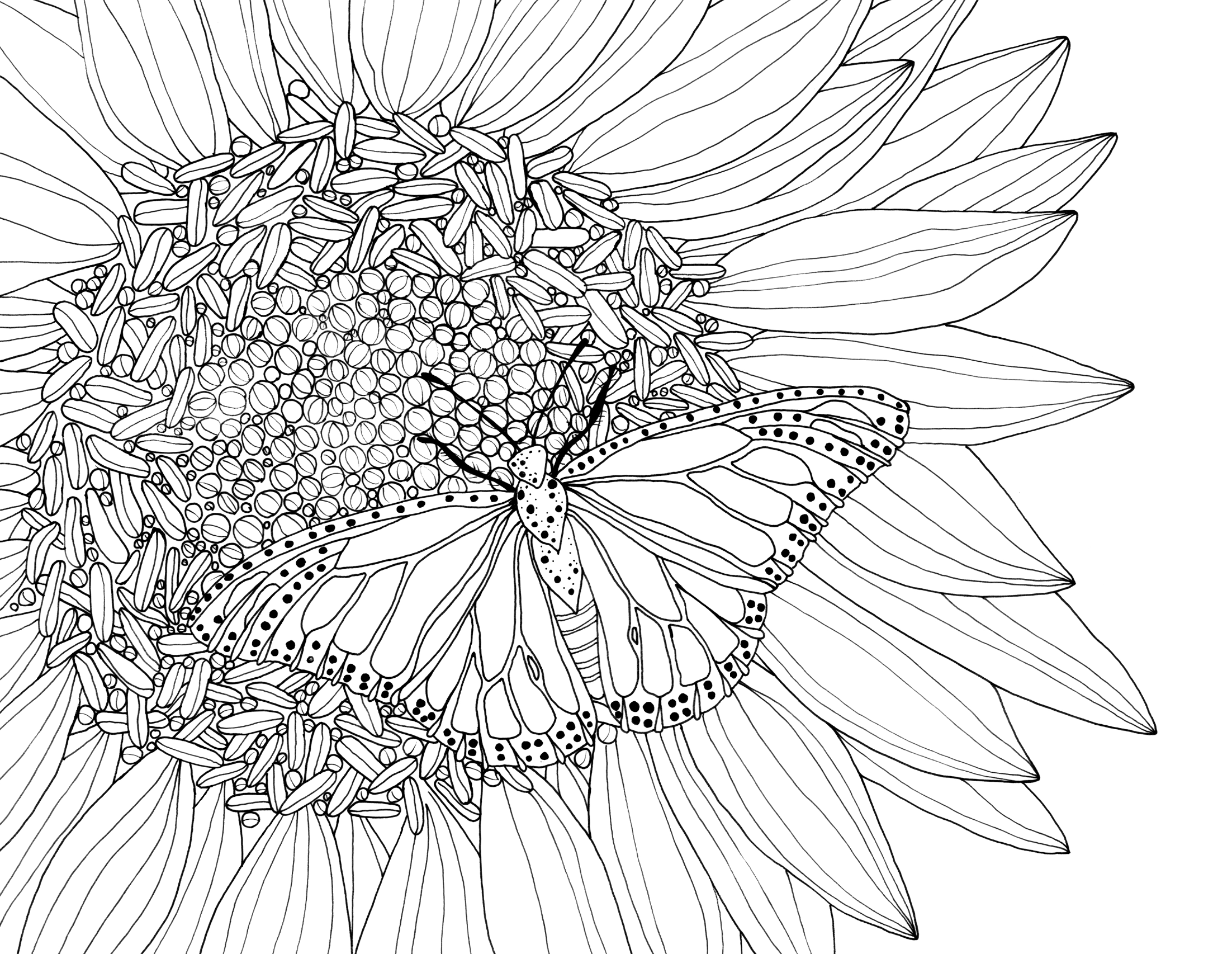 Outline drawing of a butterfly on a large cluster of sunflower seeds and sunflower petals.