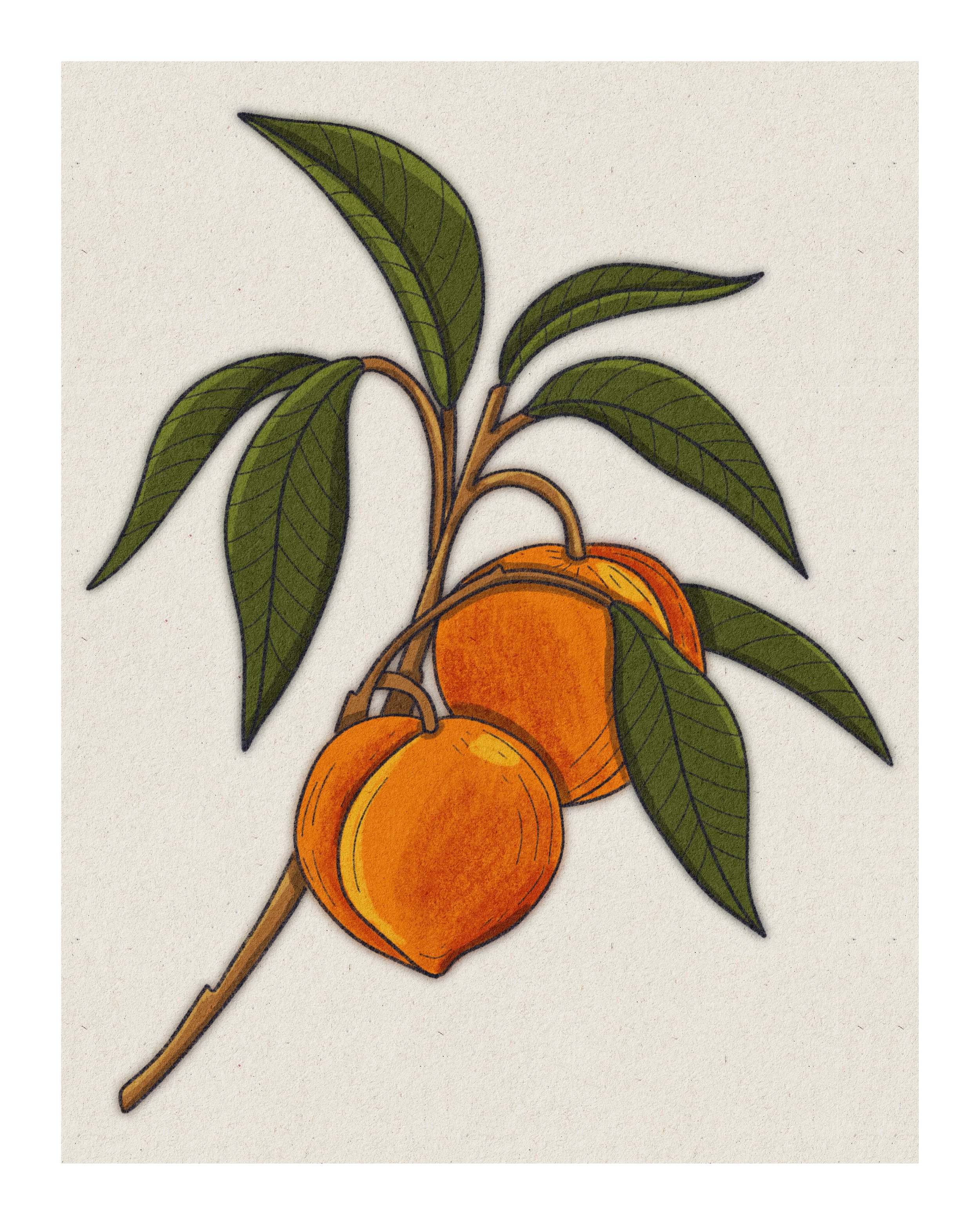 Apricot_4x5_Ratio_For_Border.jpg
