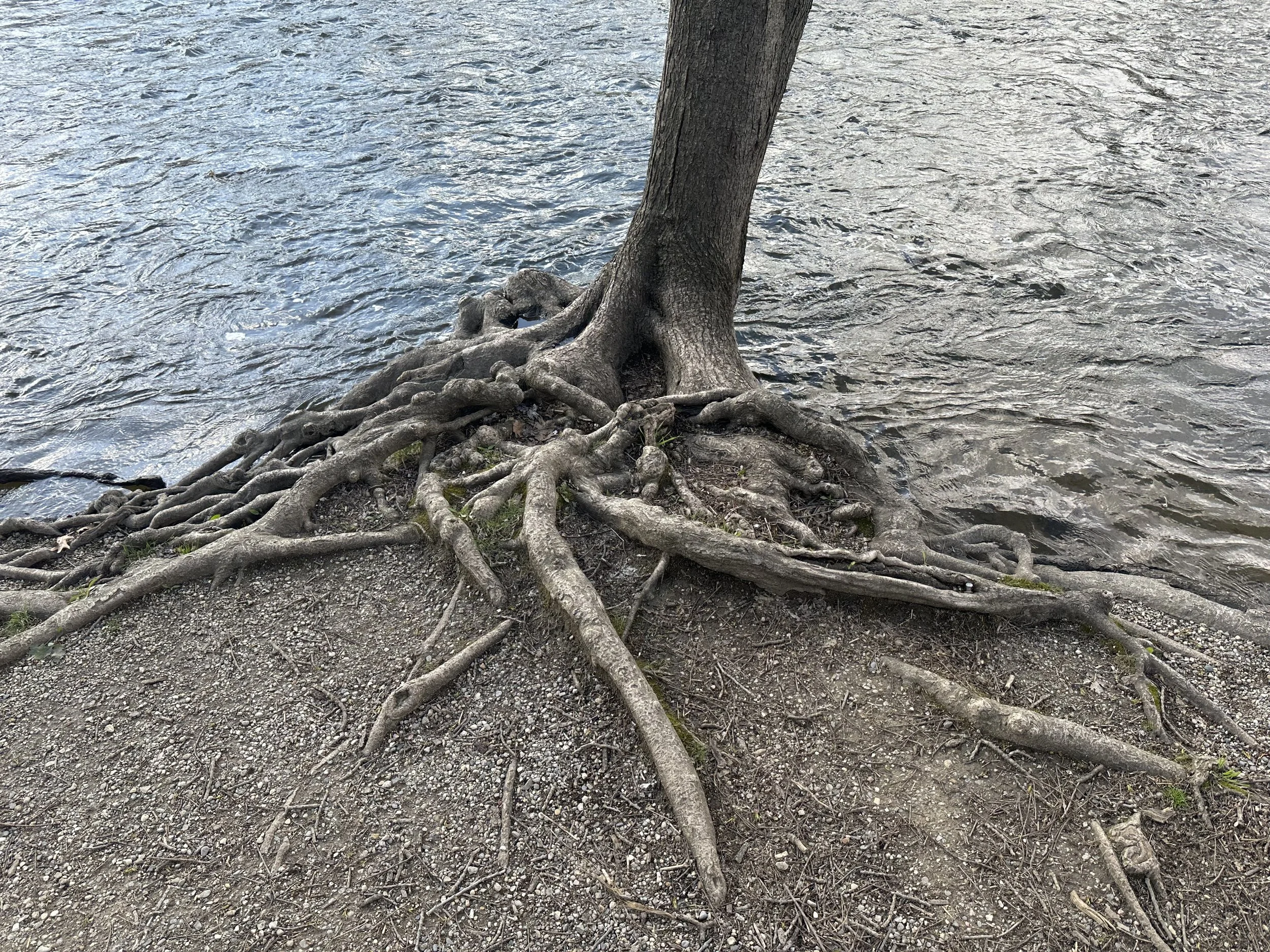 IMG_1489.jpeg