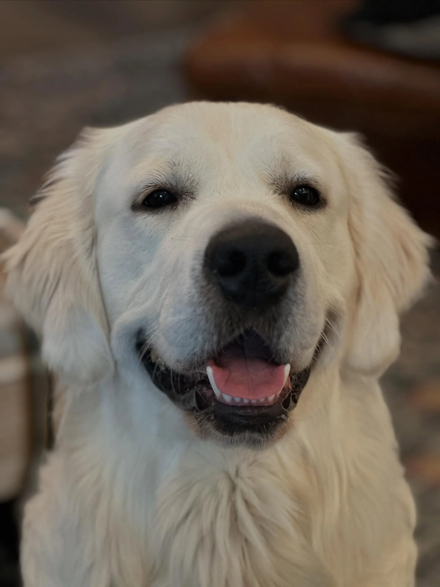 TL;DR Dogs are freakin’ amazing! 
I got to hang out with @macdougallthemedicalalertdog the other day and while we were catching up, I learned exactly how impactful he’s been is his partner’s day-to-day. If you remember, Mac started